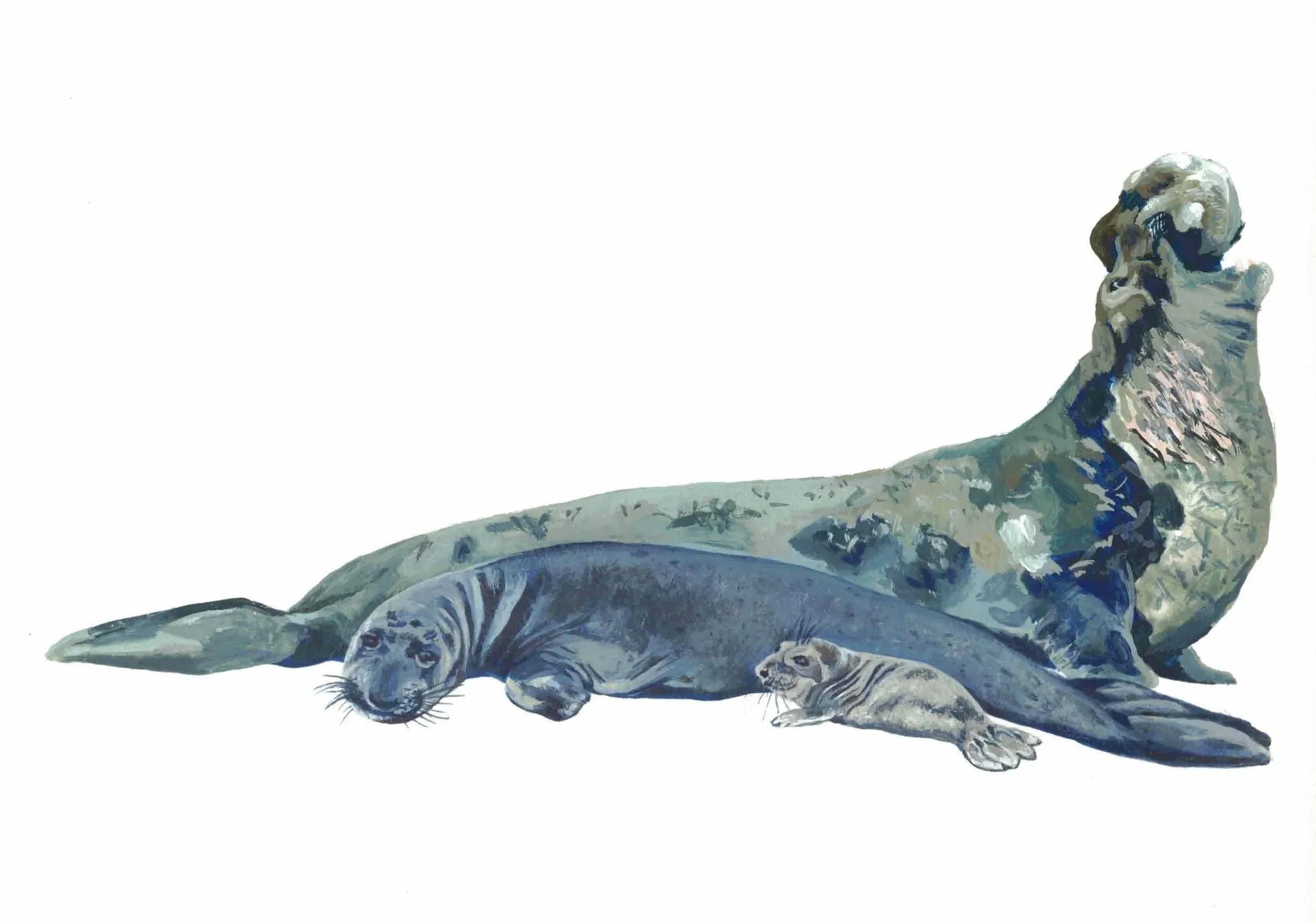 Elephant+Seal+Scan.jpg (Copy)