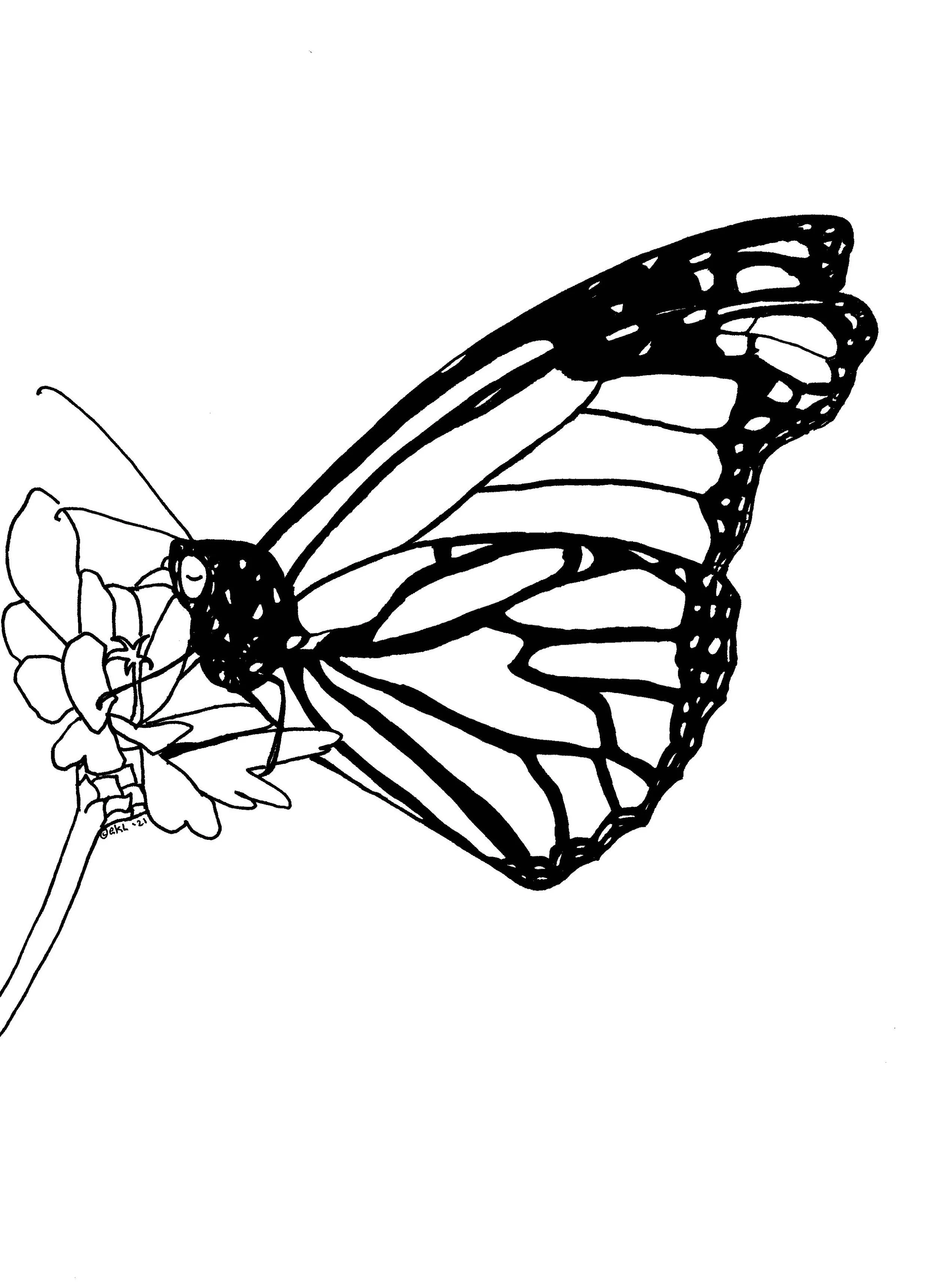 Folded Monarch