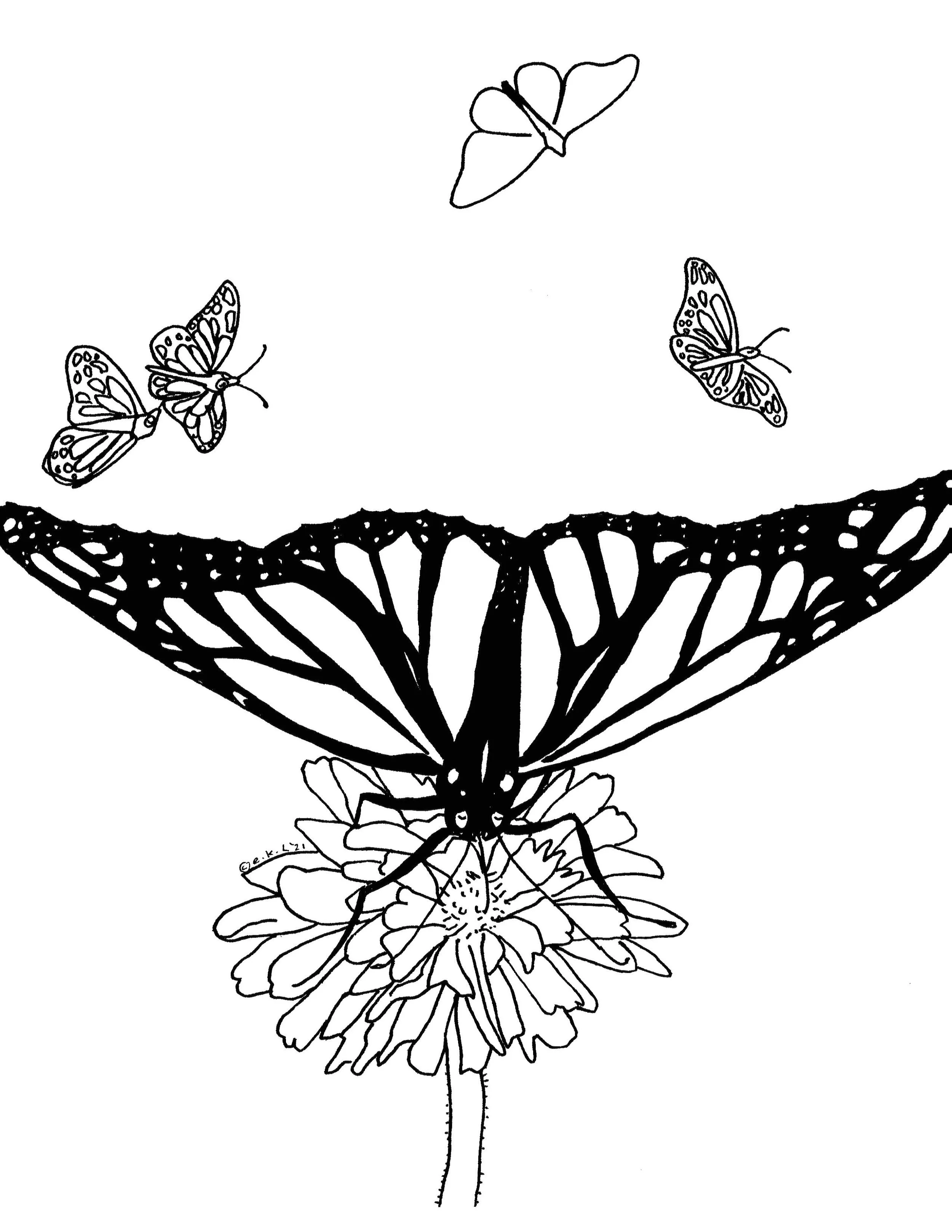 Landed Monarch