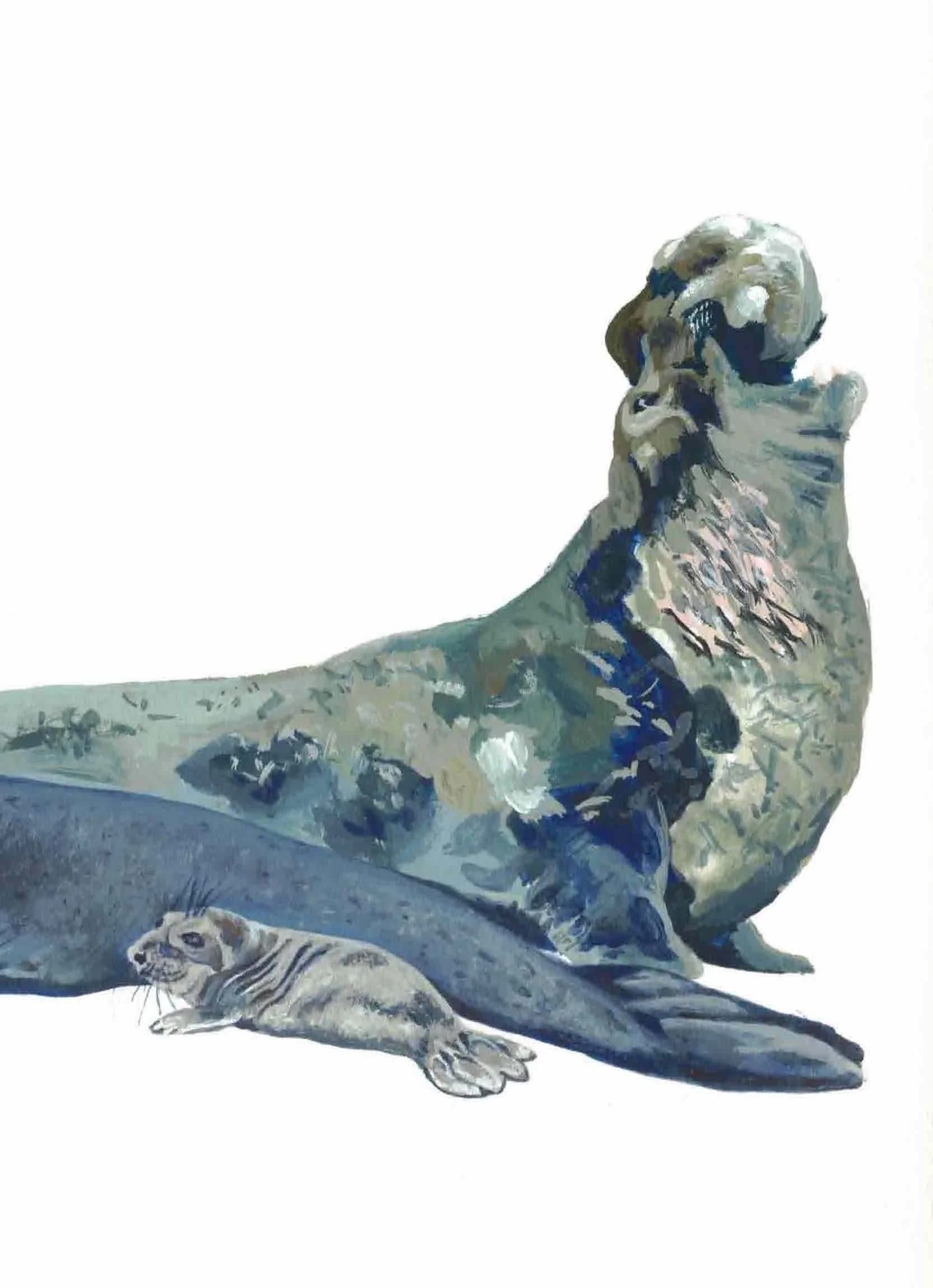 Elephant Seal Scan 3.jpeg