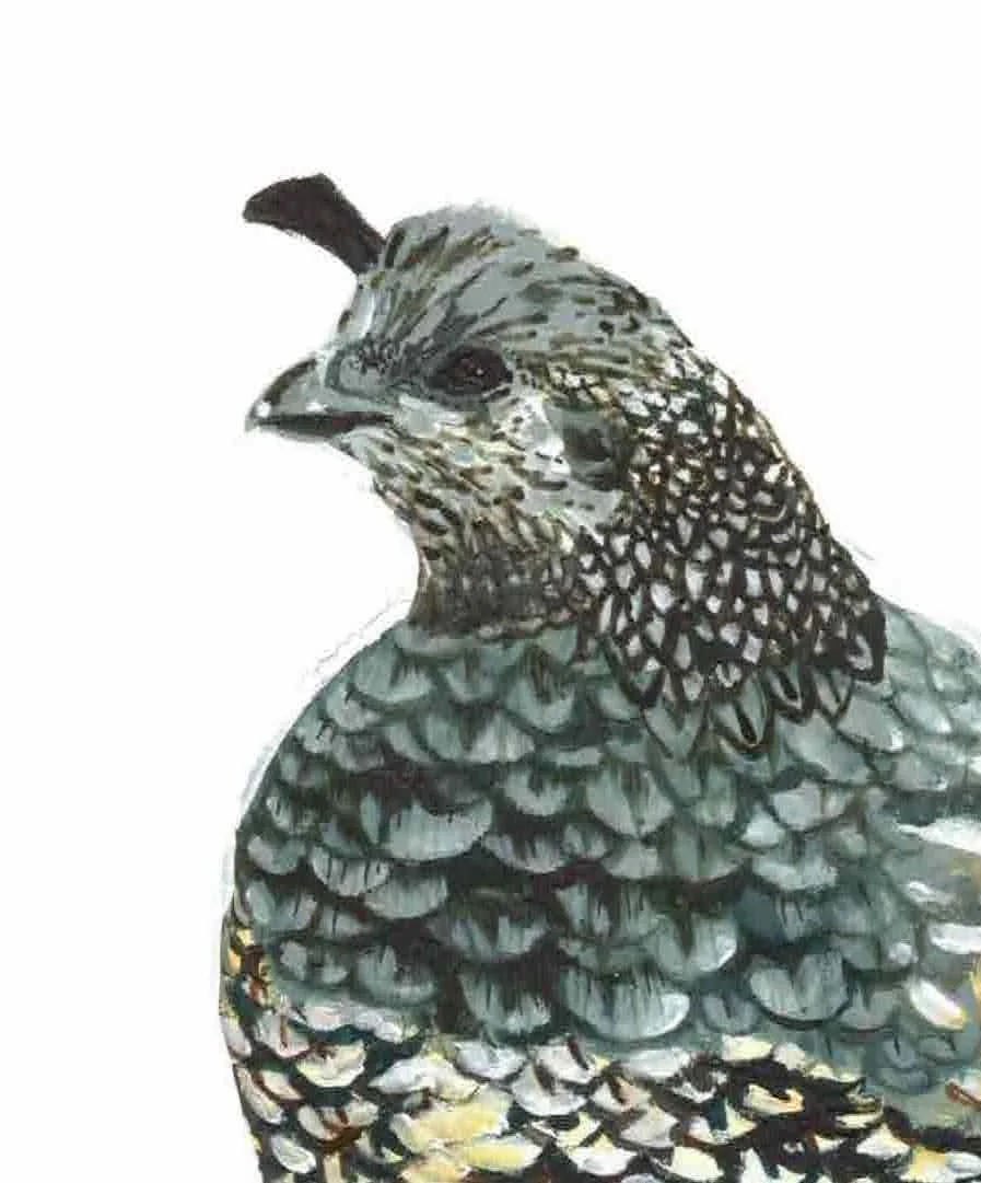 finalquailfemail 2.jpeg