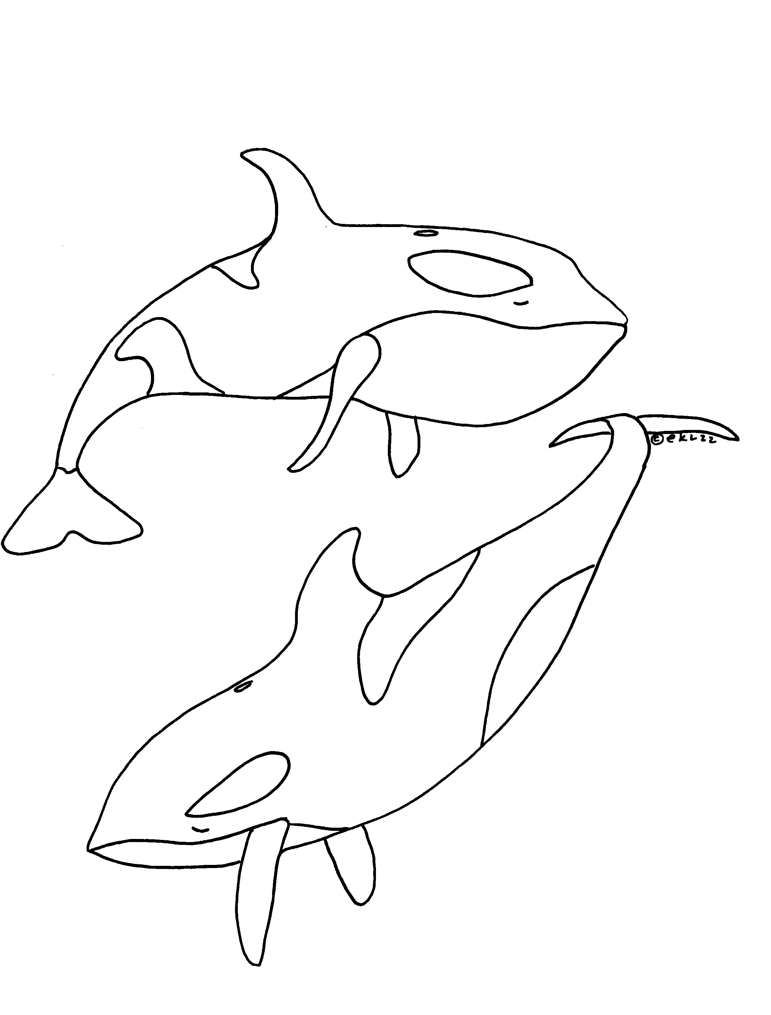 Killer Whales