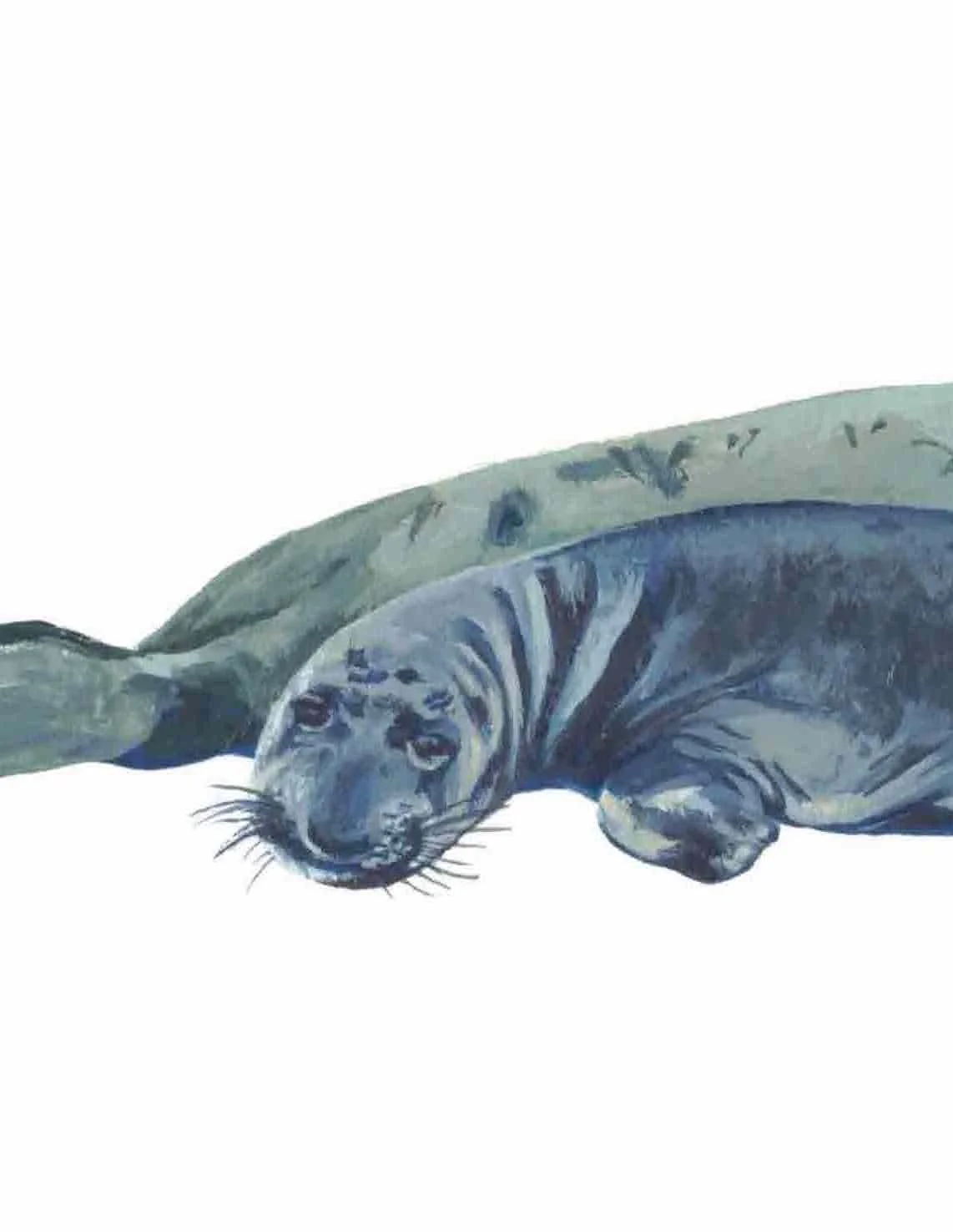 Elephant Seal Scan 2.jpeg