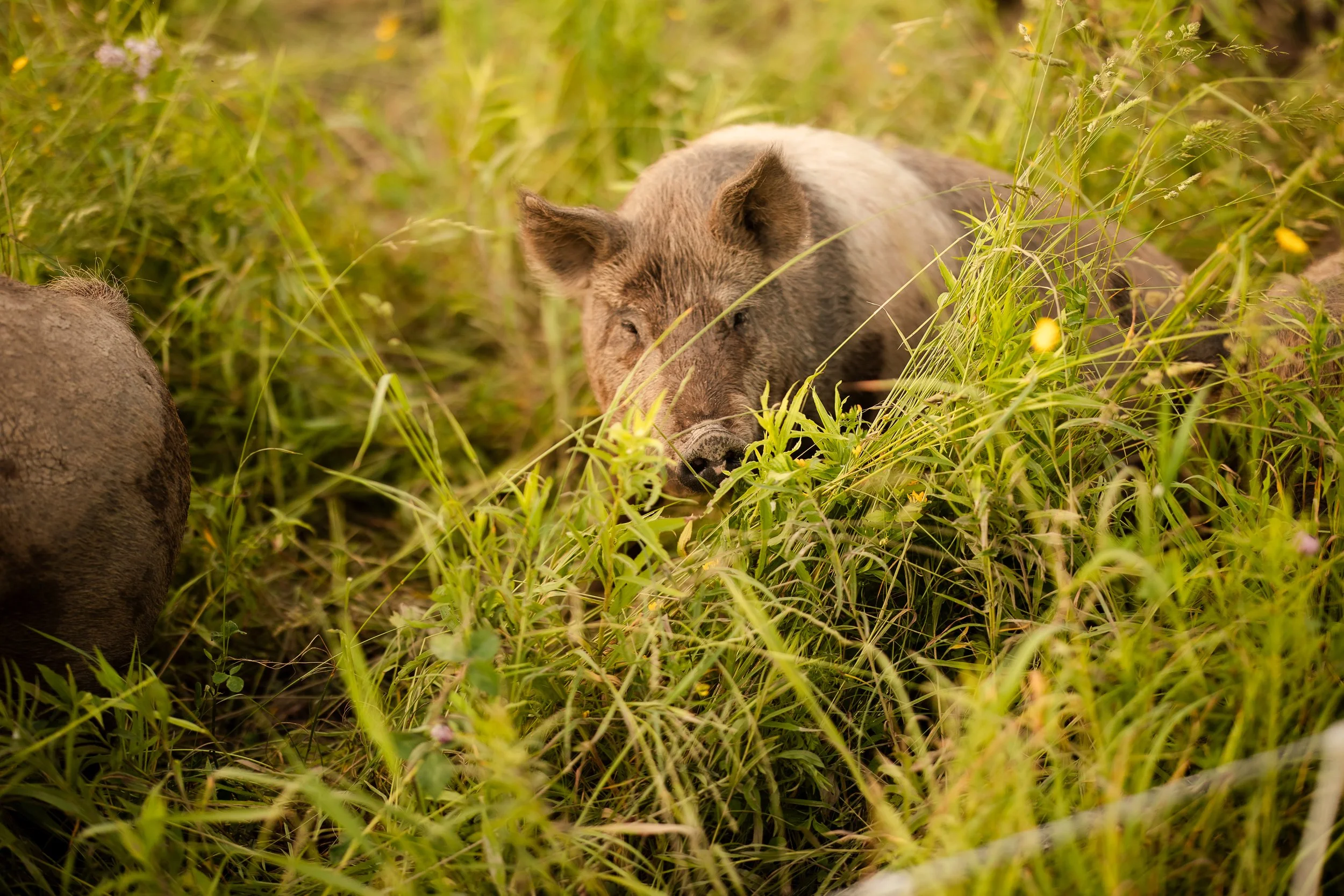 April_Newman_Photography_Maggie_Taylor_Family-2025-119 (1).jpg