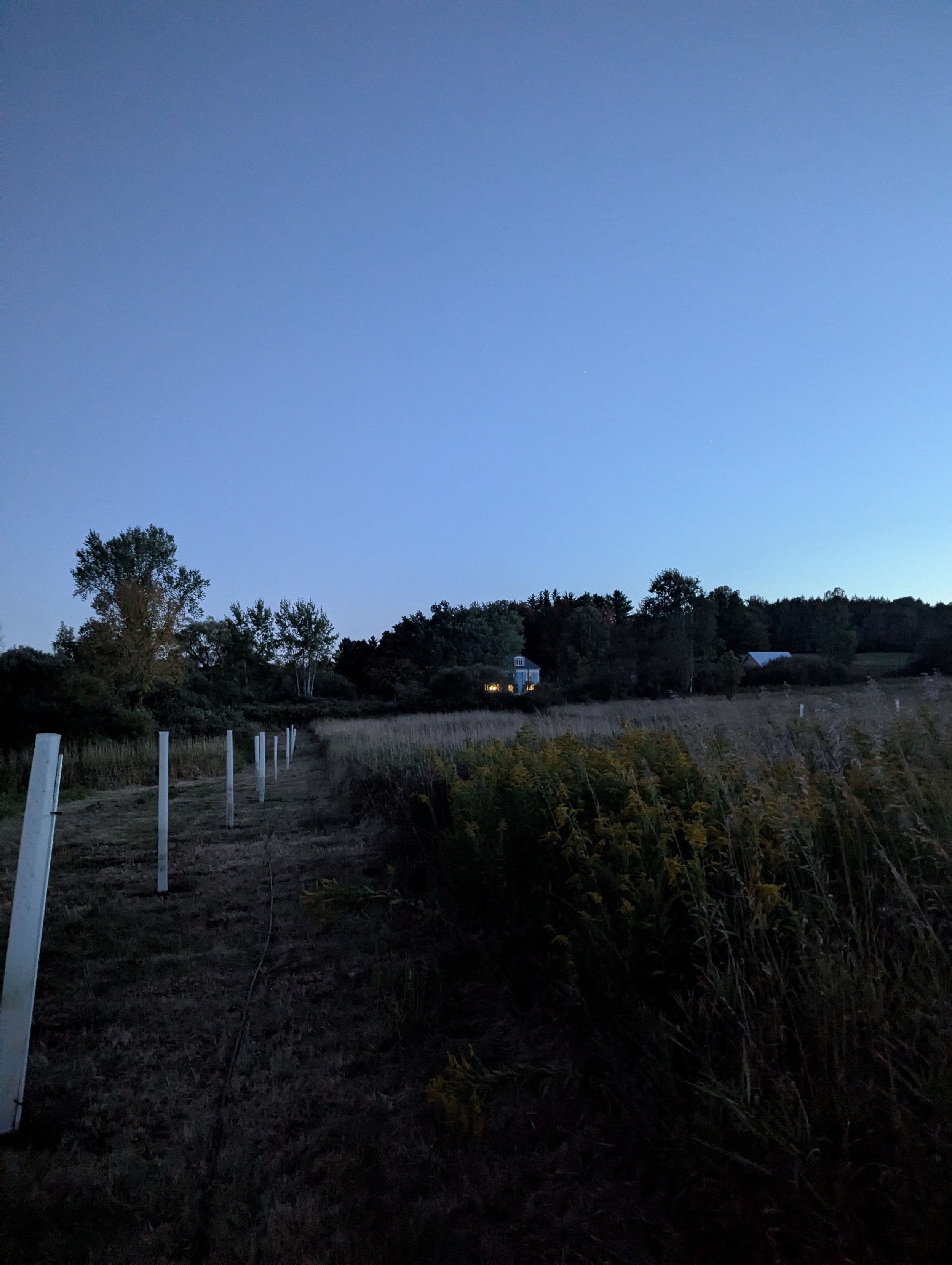 Possible Pig upper or lower.jpg