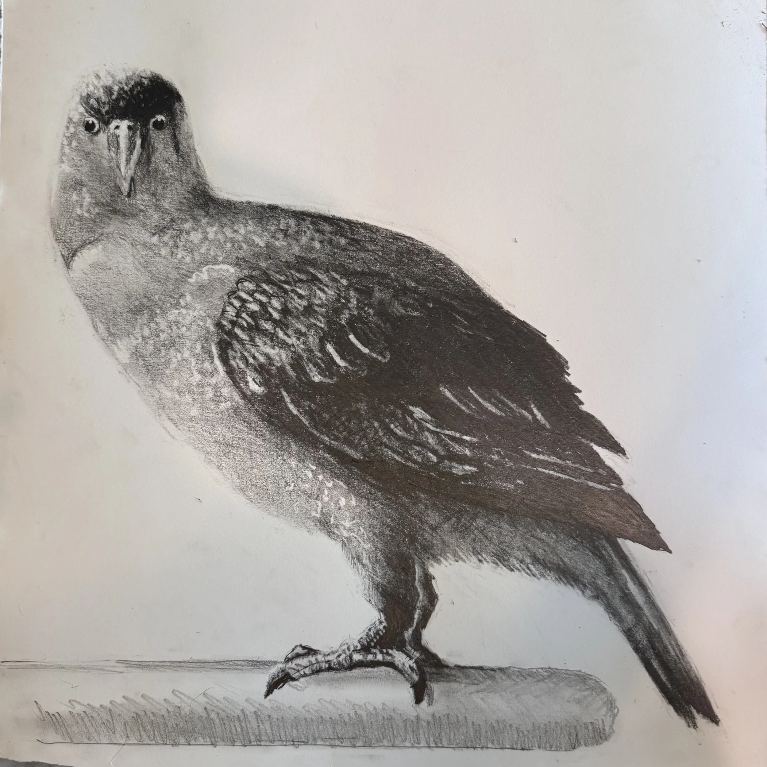 Untitled, 2024

Graphite on Paper, 16x16 in