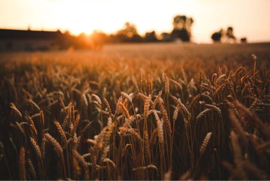 Field of wheat with sunset in the background.