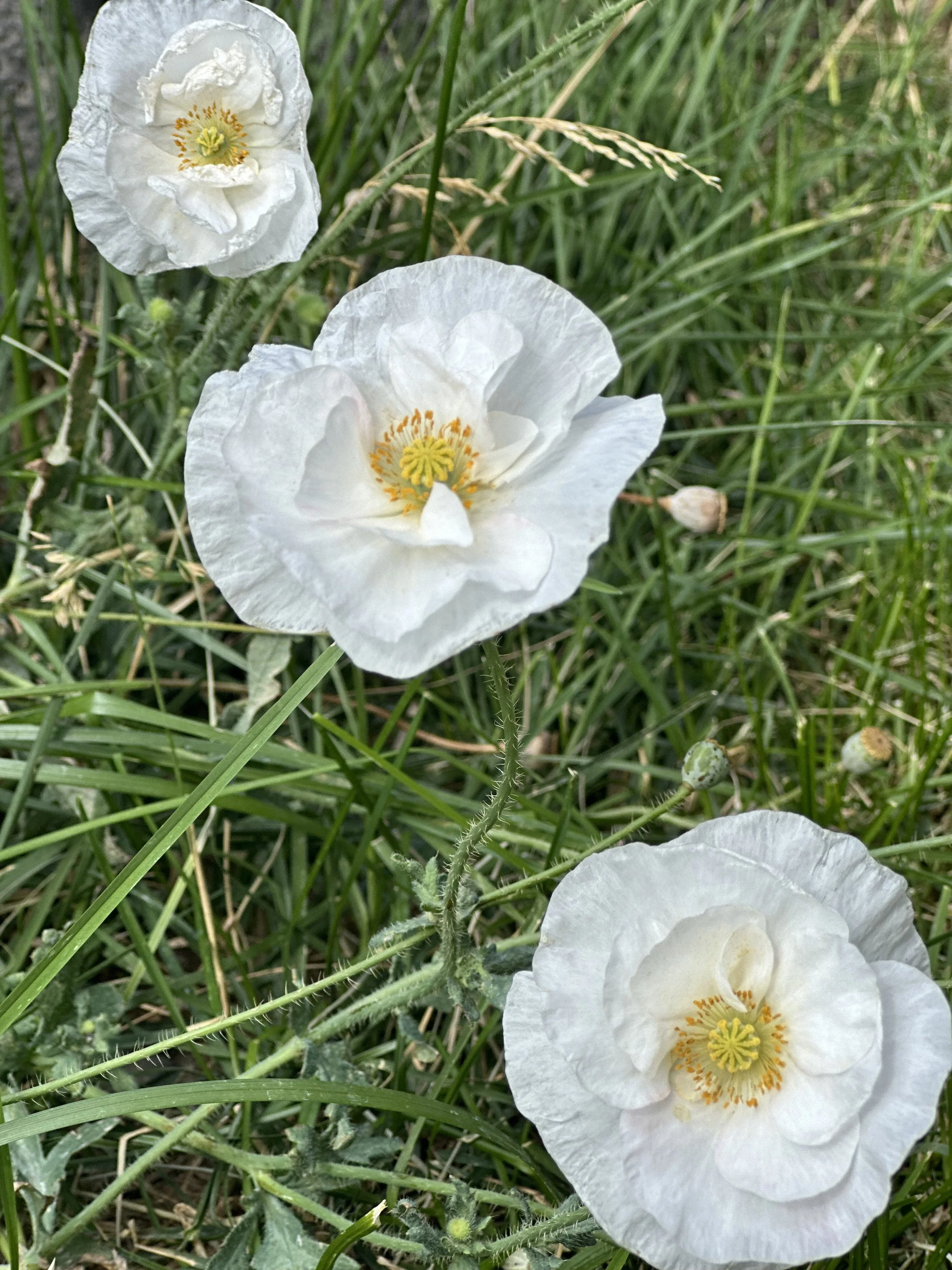 Four or Twelve Week Wellness Packages