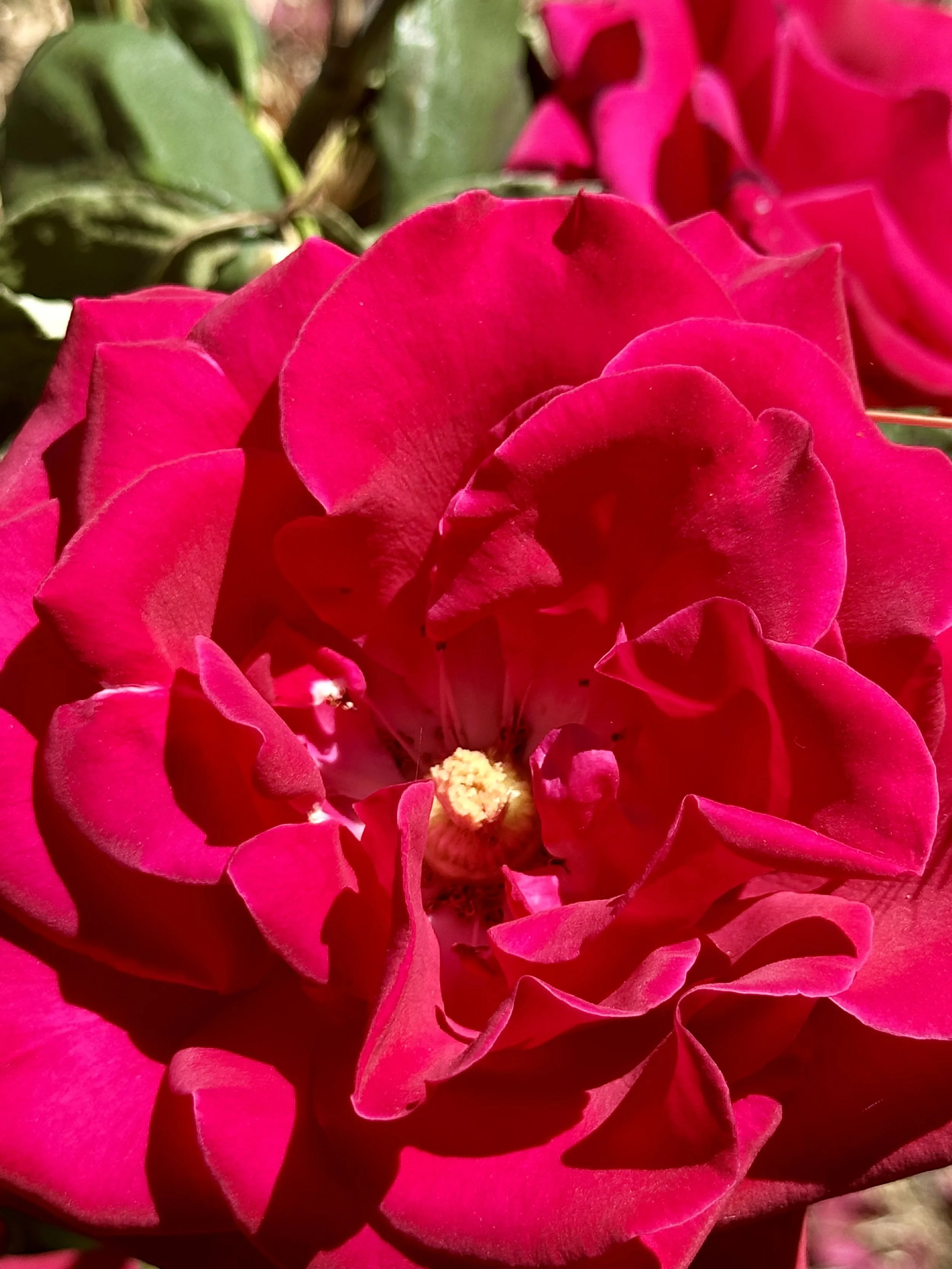 Ongoing Health and Wellness Coaching