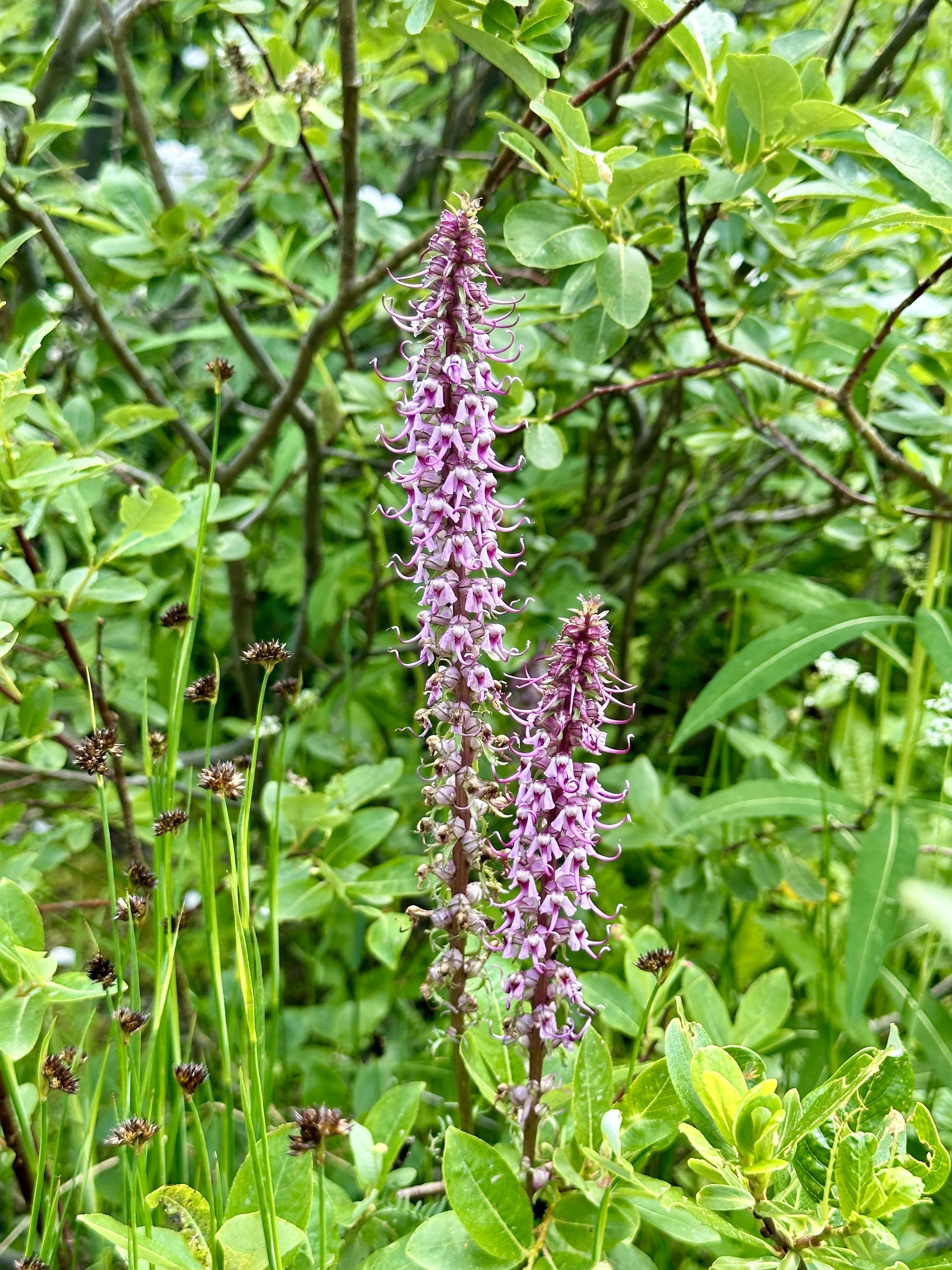 Twelve Week Wellness Program