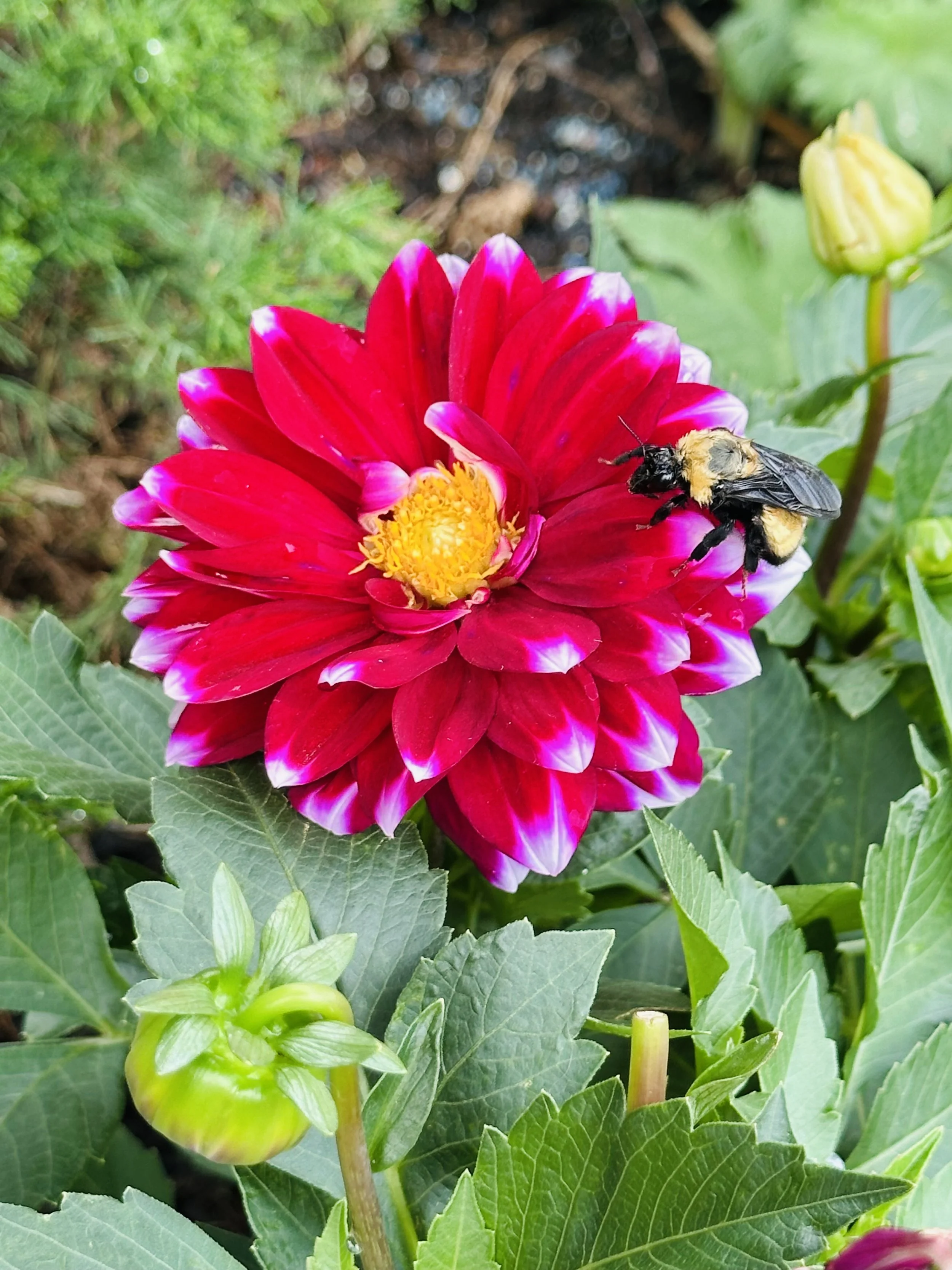 Free Health History Session