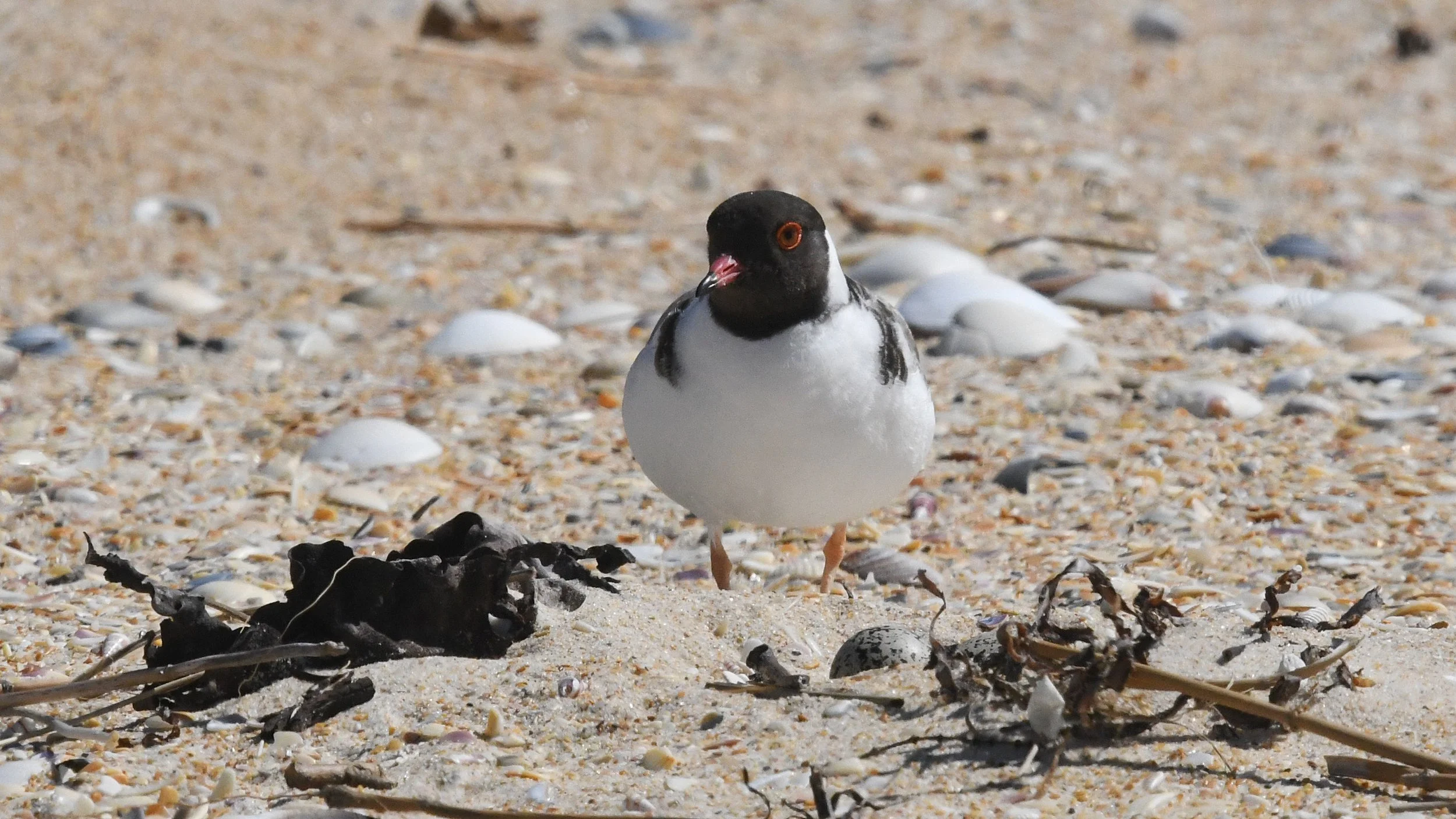 Hooded plover on a North East coast beach. Highly vulnerable to human disturbances and dogs