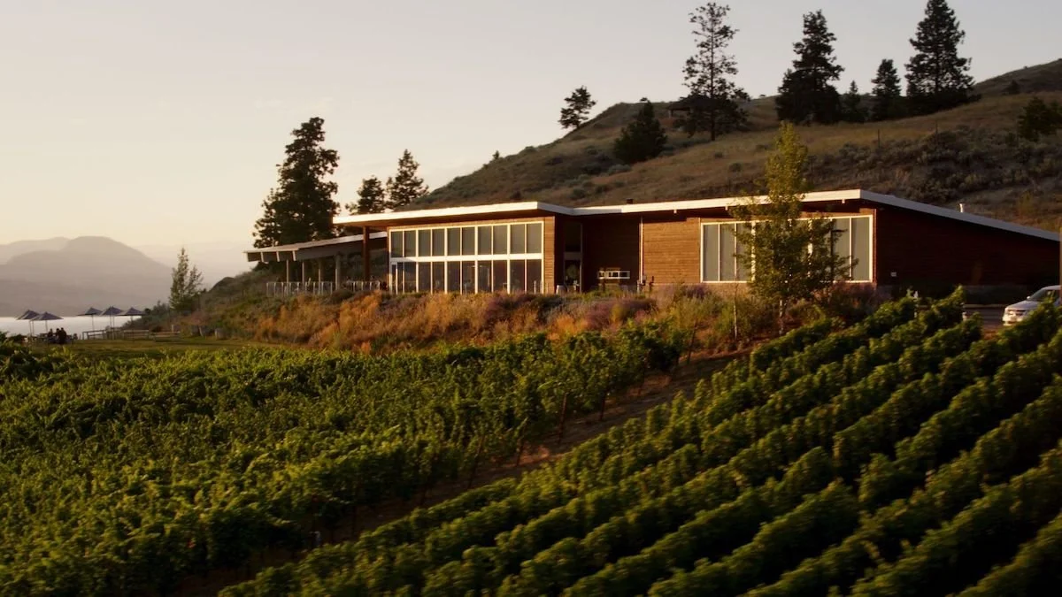 Modern house with large glass windows on a hillside overlooking vineyard or farmland.