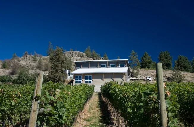 Vineyard with rows of grapevines leading to a modern house on a hillside under a clear blue sky.