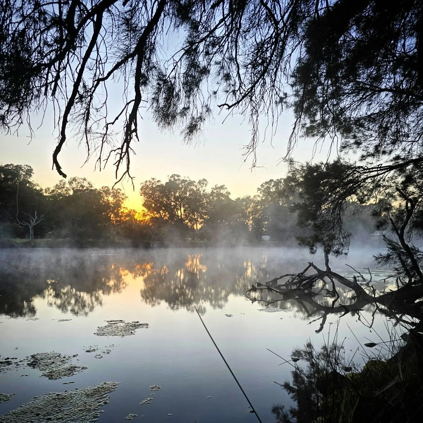 I've been trying to get my step count up so the early rise morning walks are happening. The best thing about this is the quiet, the mists off the river that I didn't know were still a thing this time of year, and of course, the sunrises.