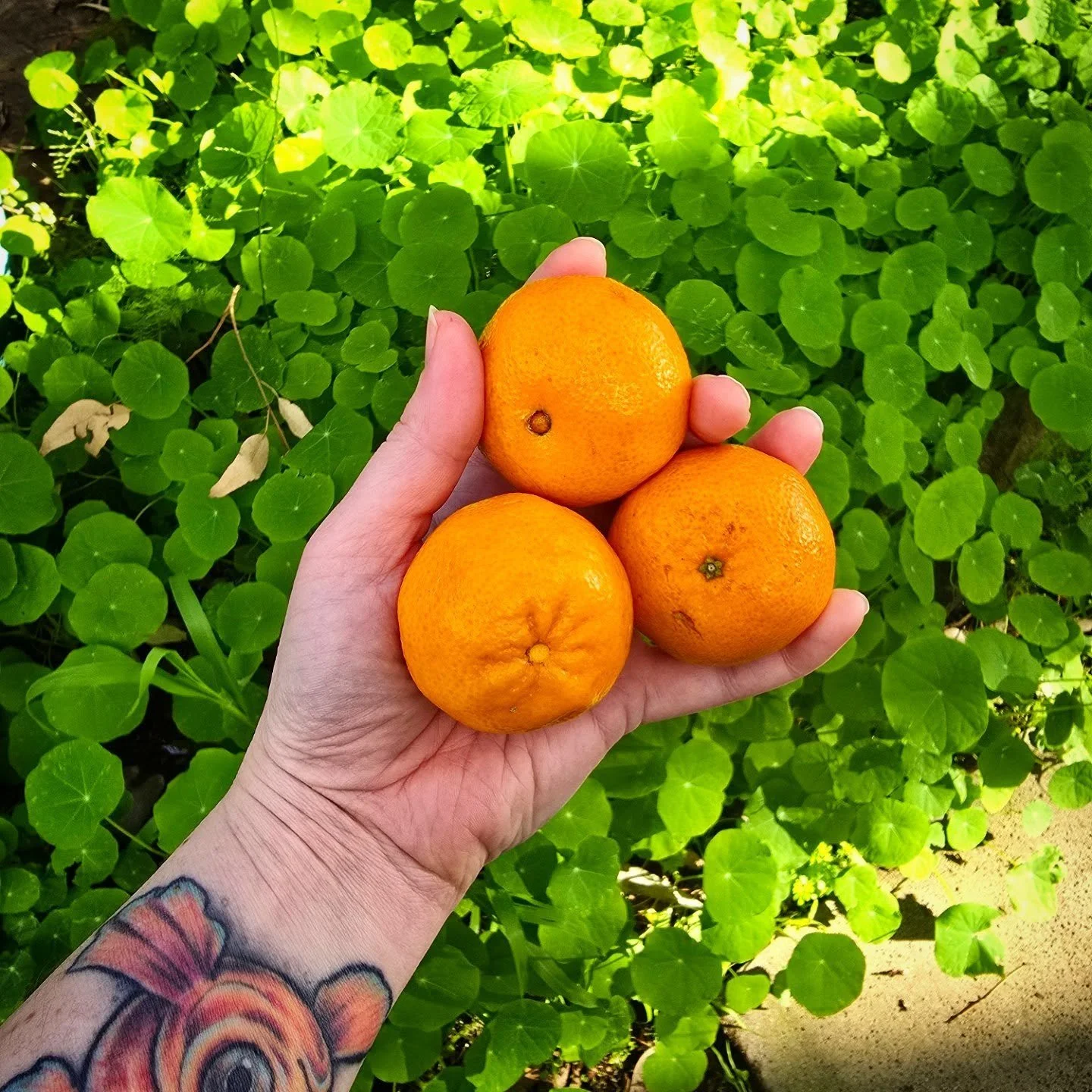 The mandarins are amazing at the moment! They bring back winter memories of raiding Grandma's tree growing up as a kid. 🌱