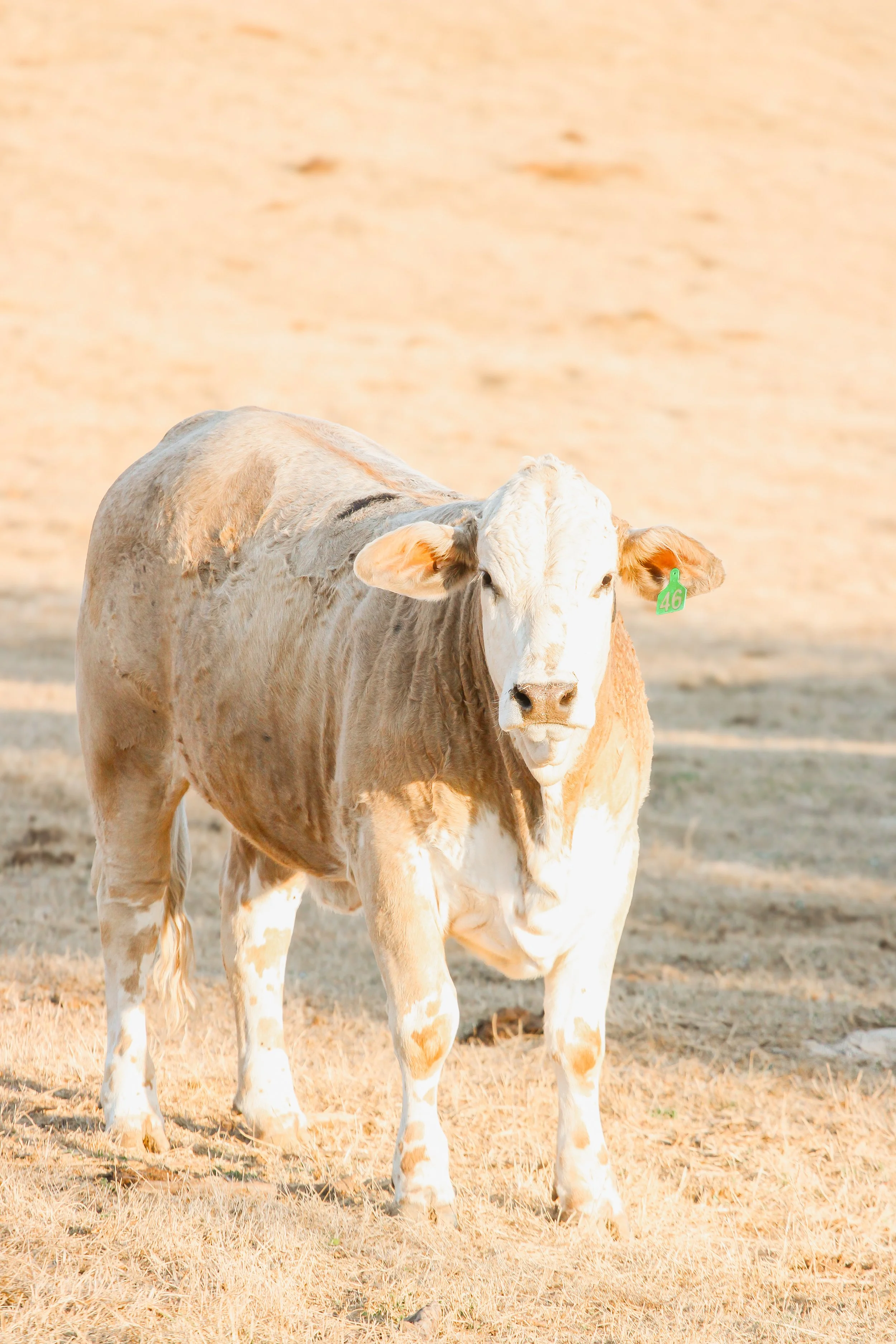 Photo 09 02 2026 04 53 28 52.jpeg