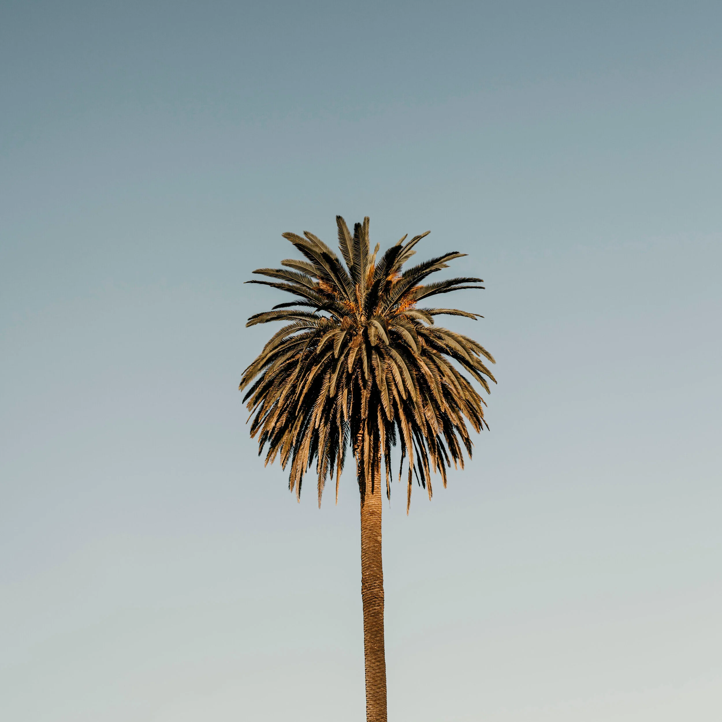 THE LONELY PALM