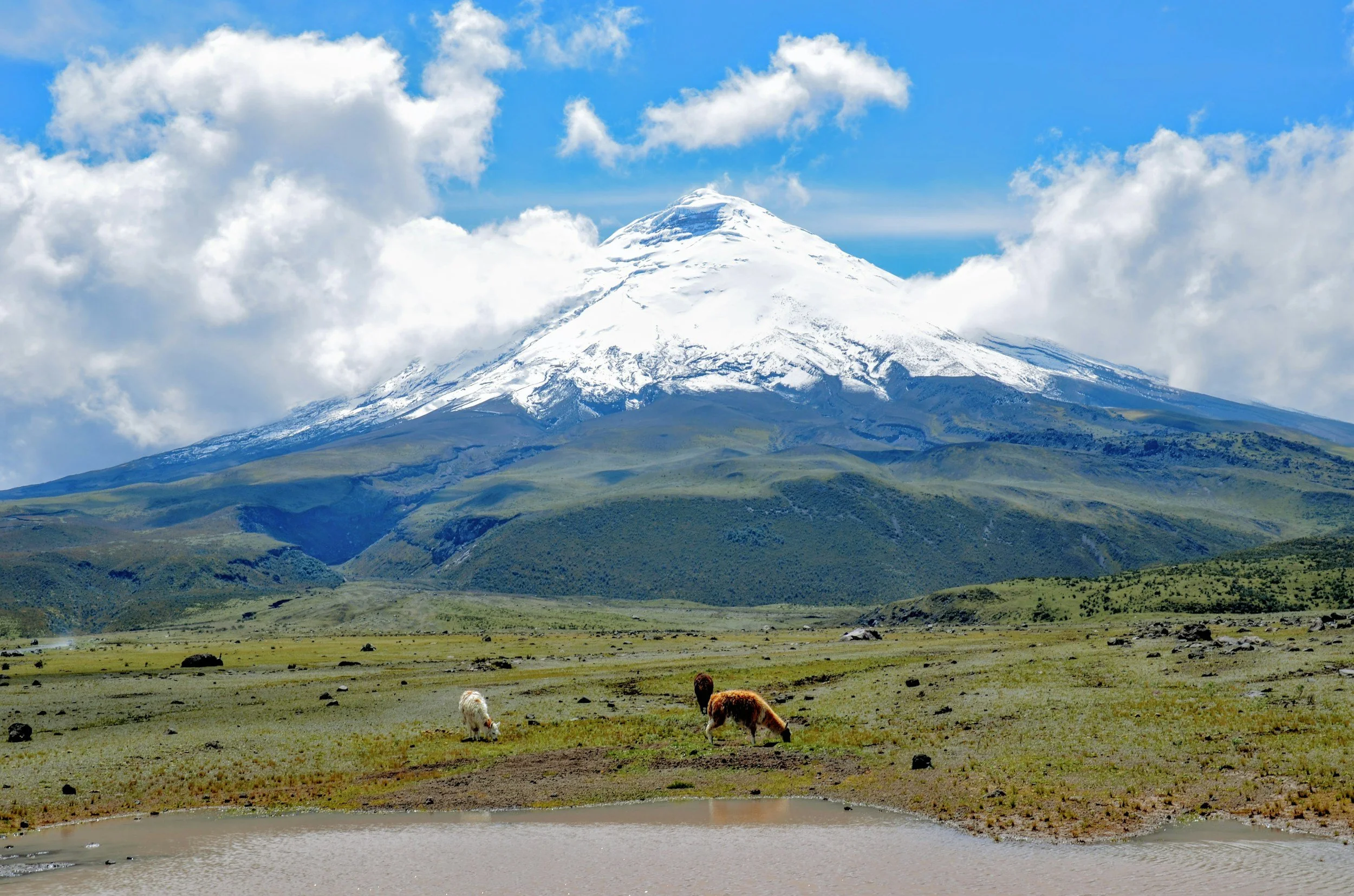 Snow-capped mountain in the background with a grassy plain, cows grazing near a small pond in the foreground.