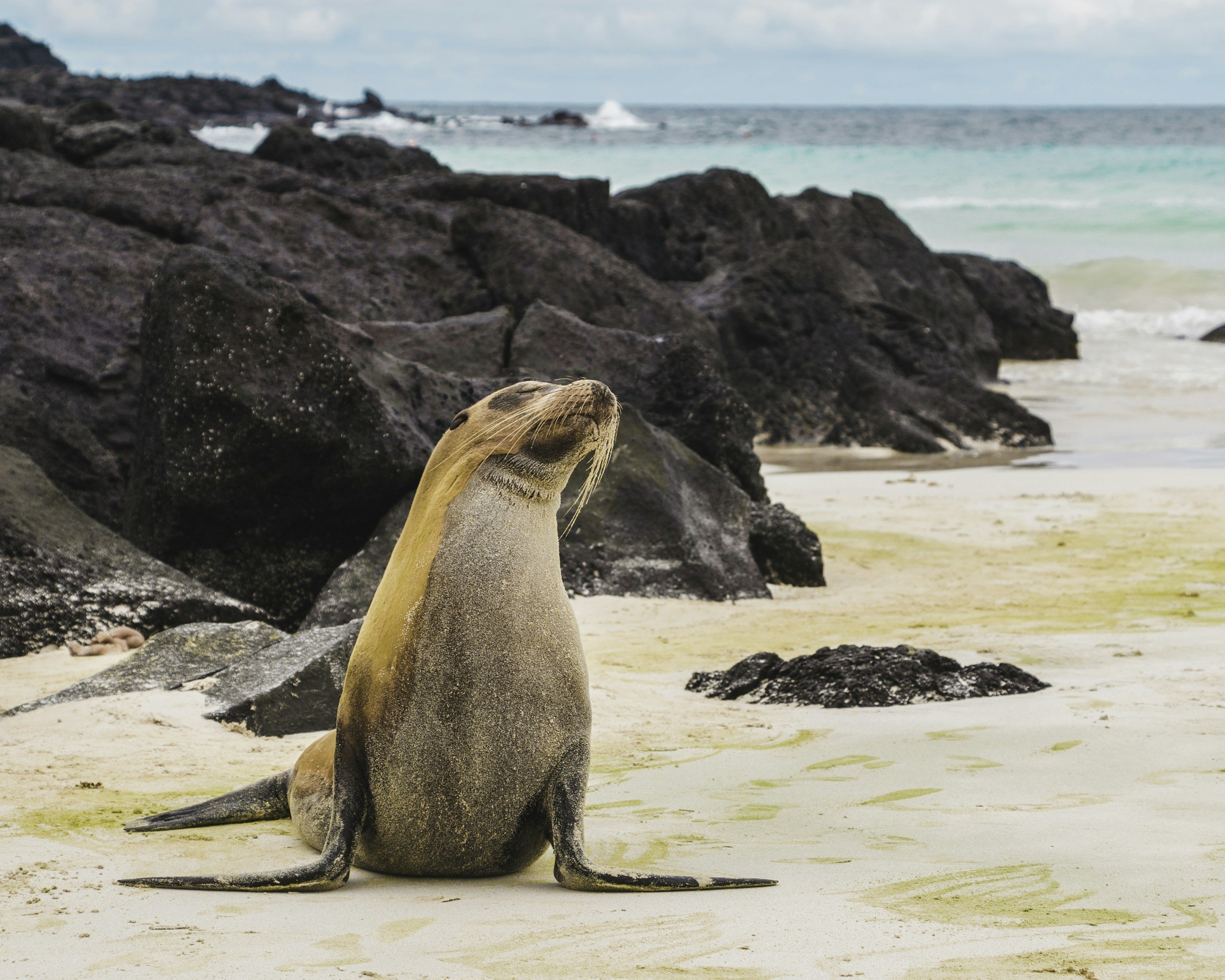 A sea lion sitting on a sandy beach near rocks, with the ocean and sky in the background.
