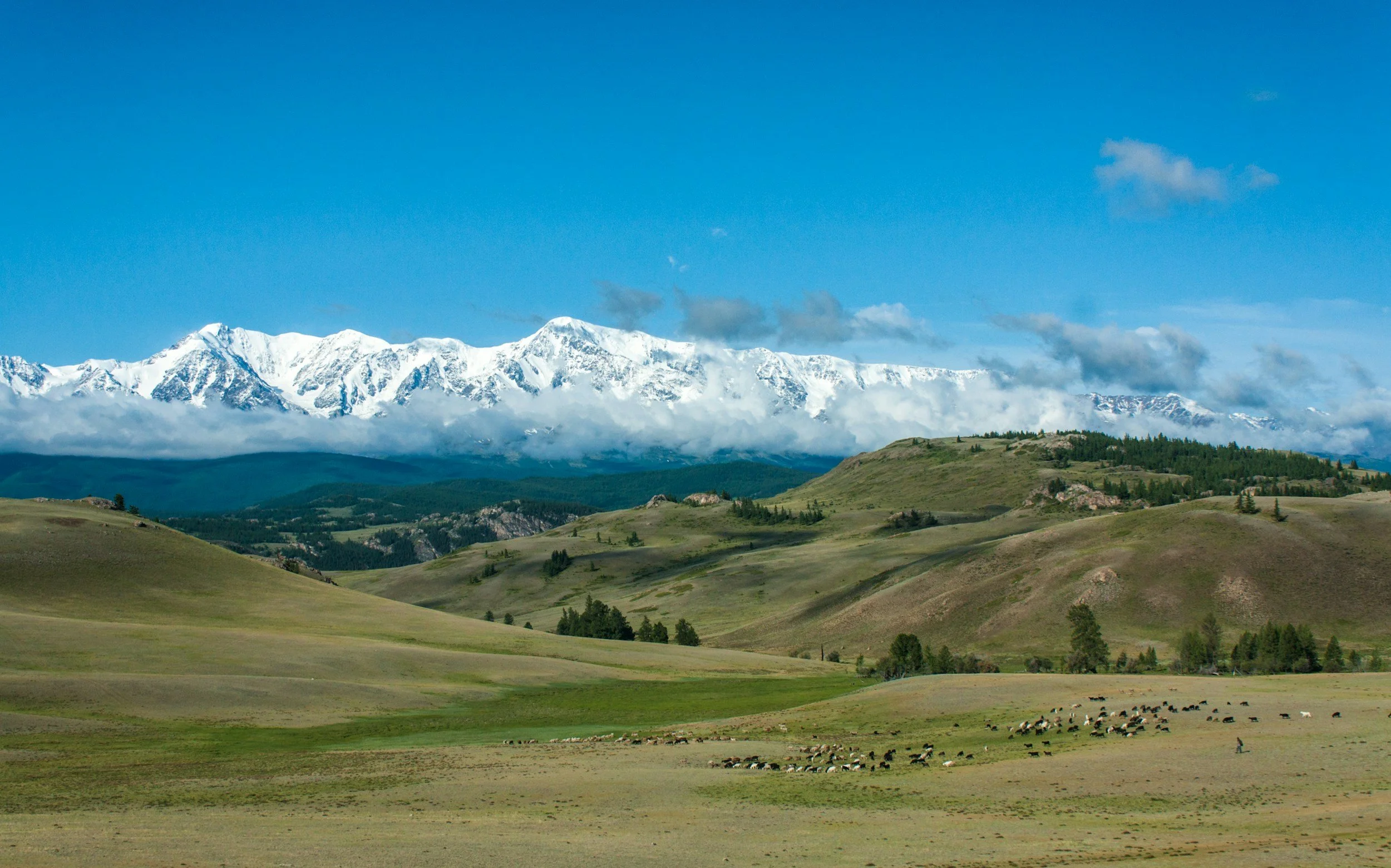Scenic landscape with green rolling hills, a herd of sheep grazing, and snow-capped mountains in the background under a blue sky with some clouds.