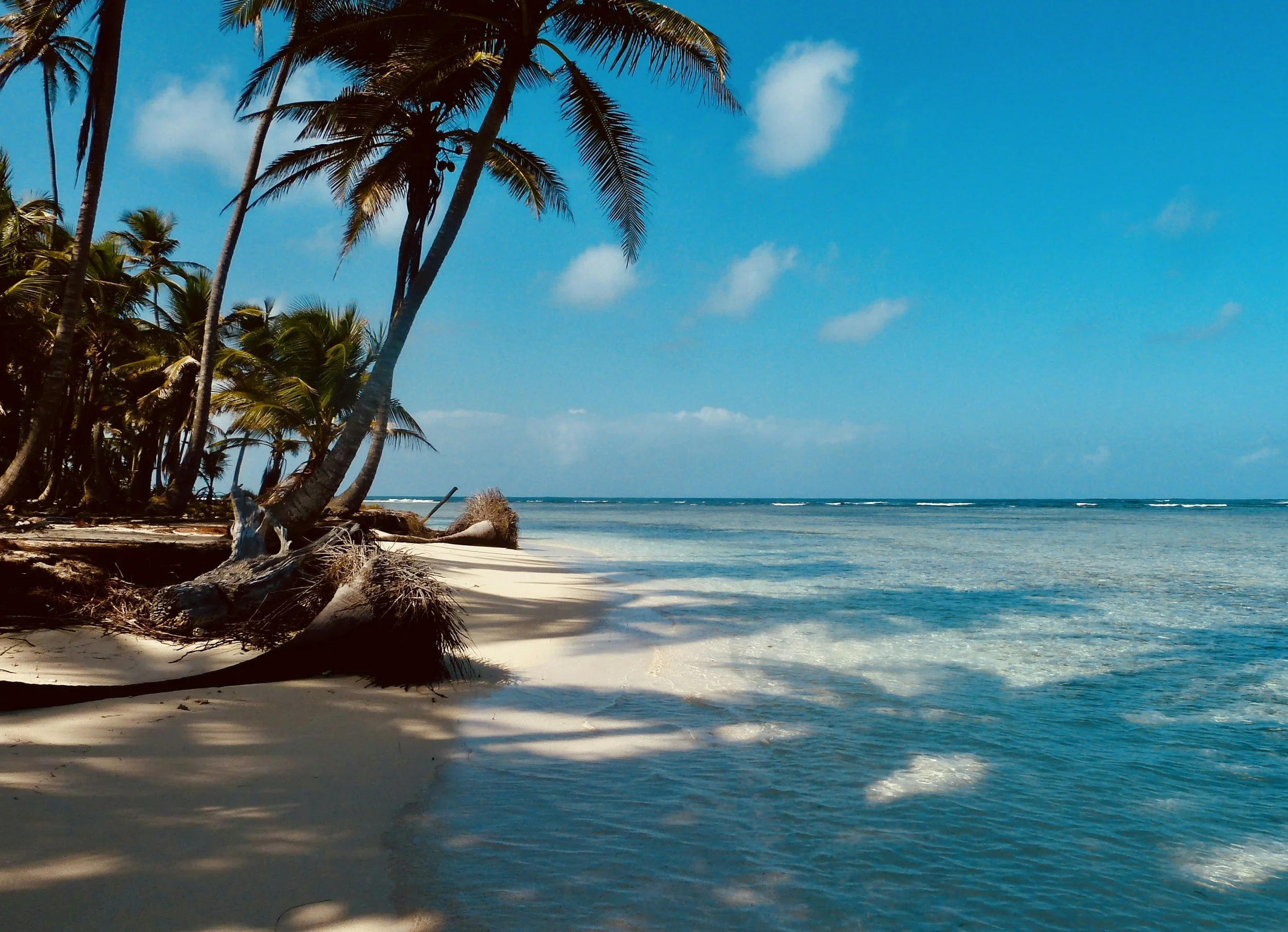 Tropical beach with palm trees leaning over white sand, calm ocean waters, and a blue sky with scattered clouds.