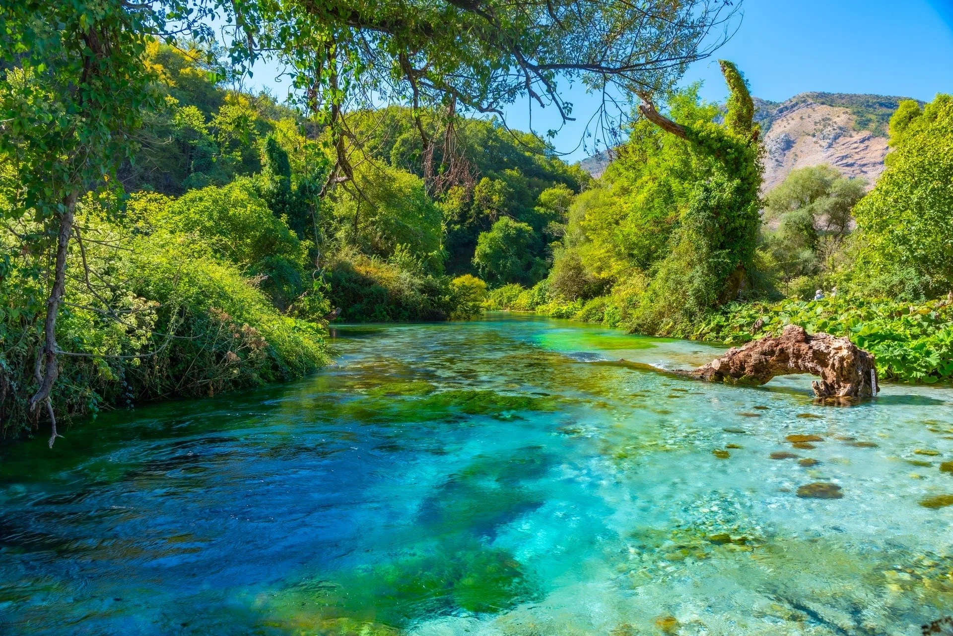 A clear river flows through a lush green forest under a bright blue sky.