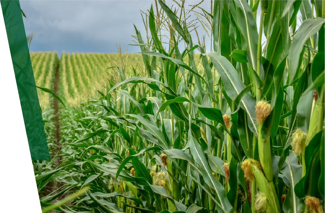 A long field of wheat growing into the distance.