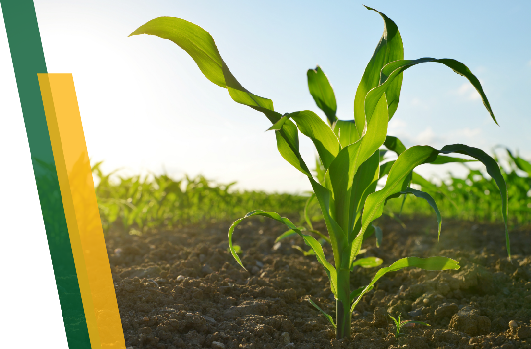 A small cornstalk growing out of rich soil, among a field of other cornstalks in the sun.