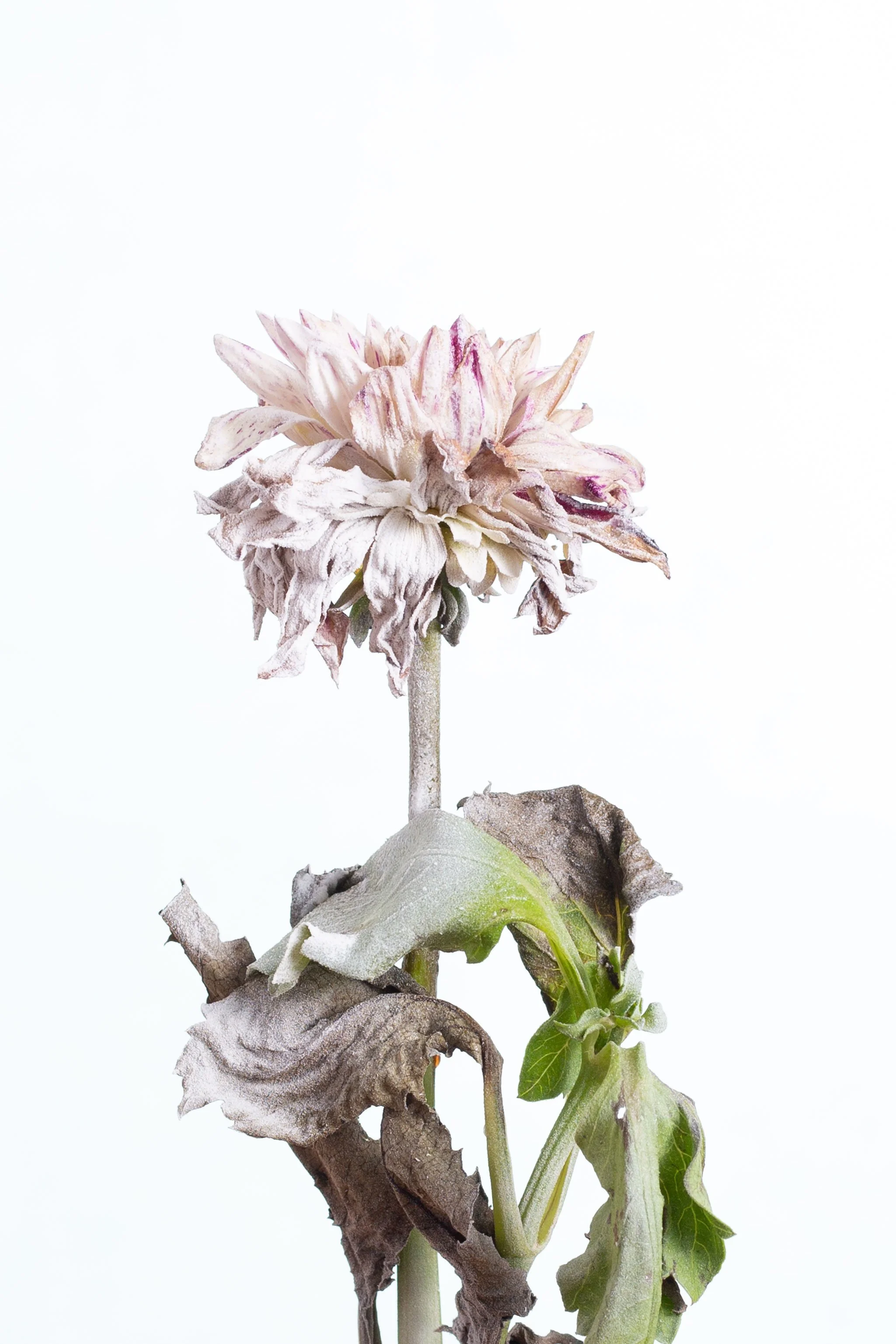 Une fleur fanée et desséchée avec des feuilles mortes et flétries, sur un fond blanc.