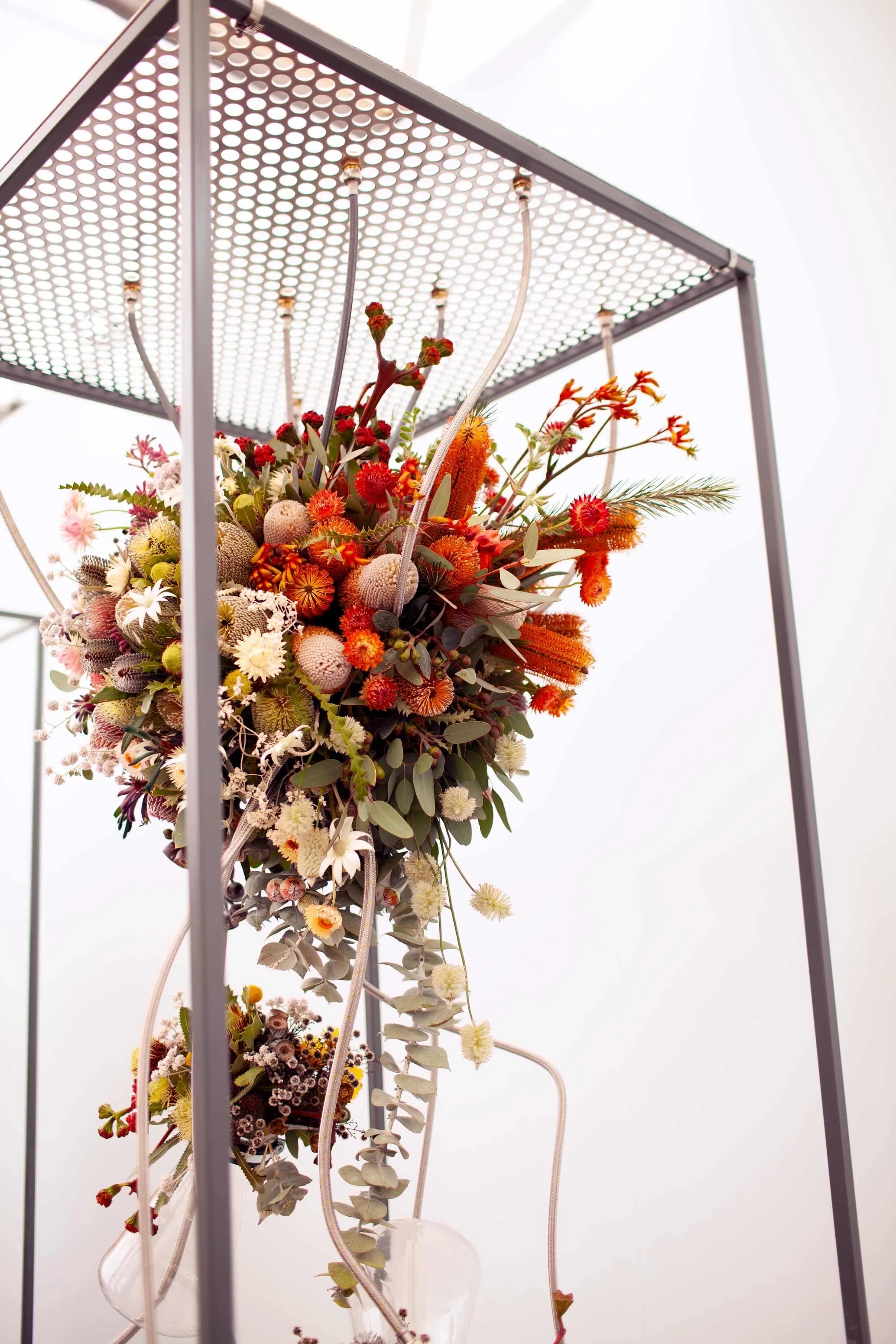 Peninsula Wild Flower Takes Australian Natives to RHS Chelsea