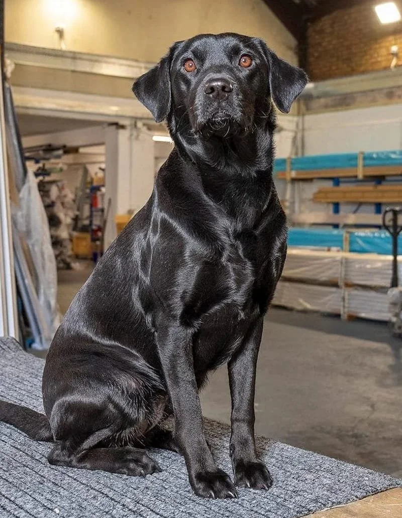 Black dog with brown eyes sitting on a carpet in an industrial warehouse setting.