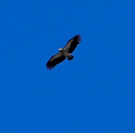 Himalayan griffon vulture