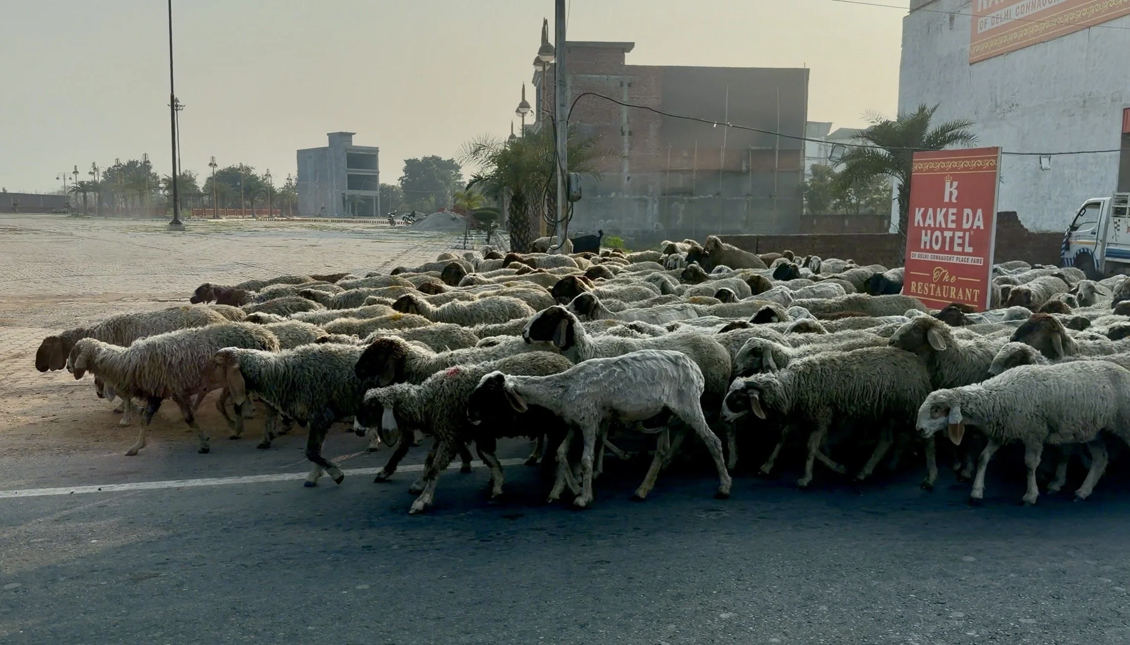  Flock of sheep crossing the road during our drive across Punjab, India 
