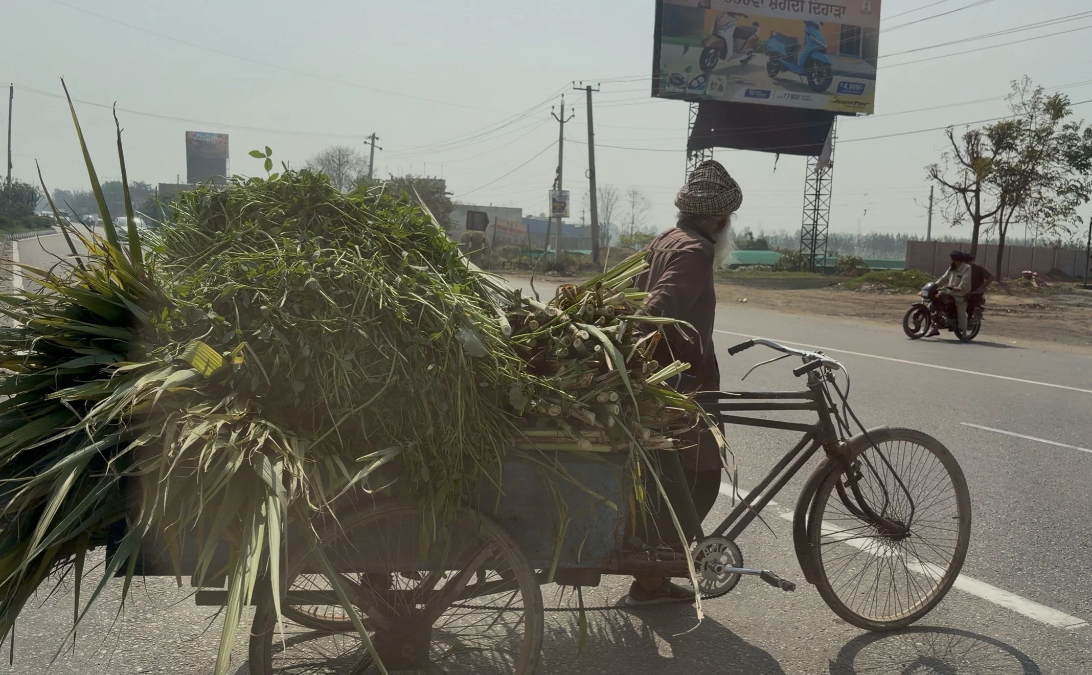  Man carrying fodder on a bicycle cart on the plains of Punjab, India 