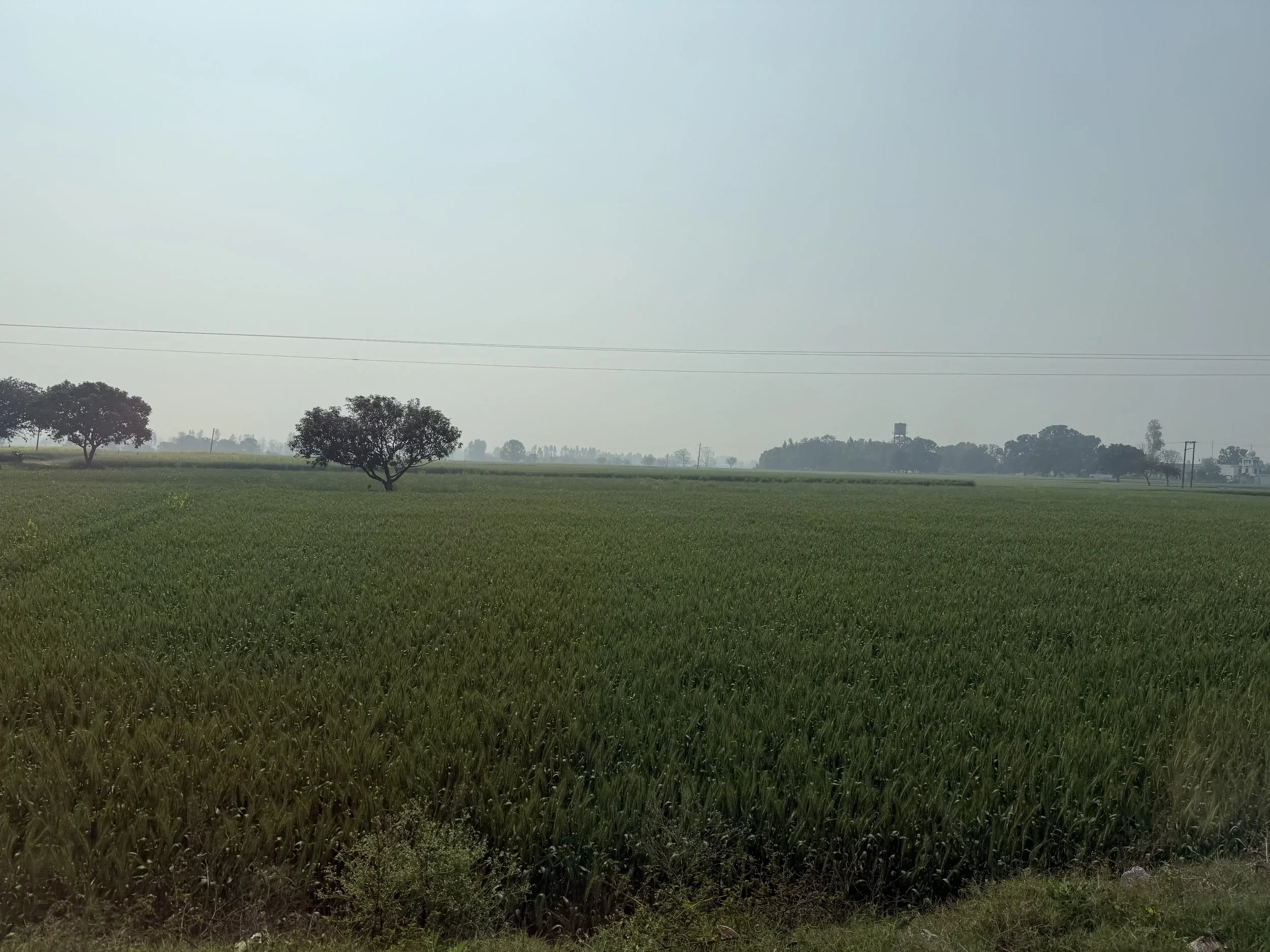 Green wheat fields stretching across the plains of Punjab during our journey to Amritsar