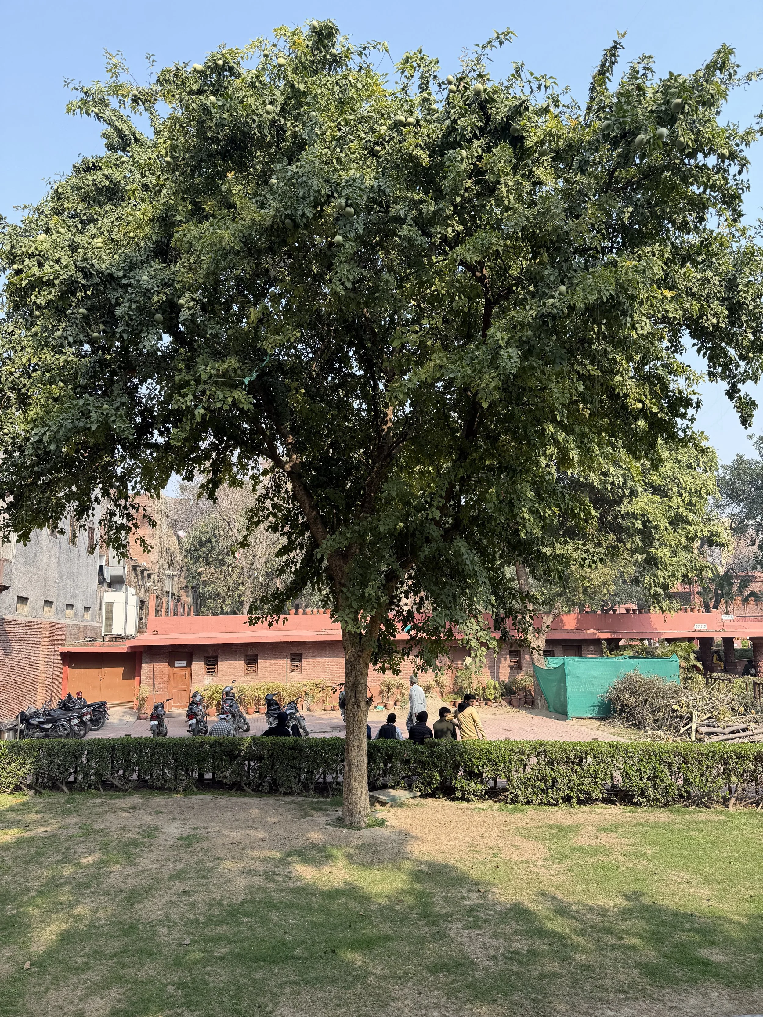 Tree at Jallianwala Bagh memorial in Amritsar, Punjab