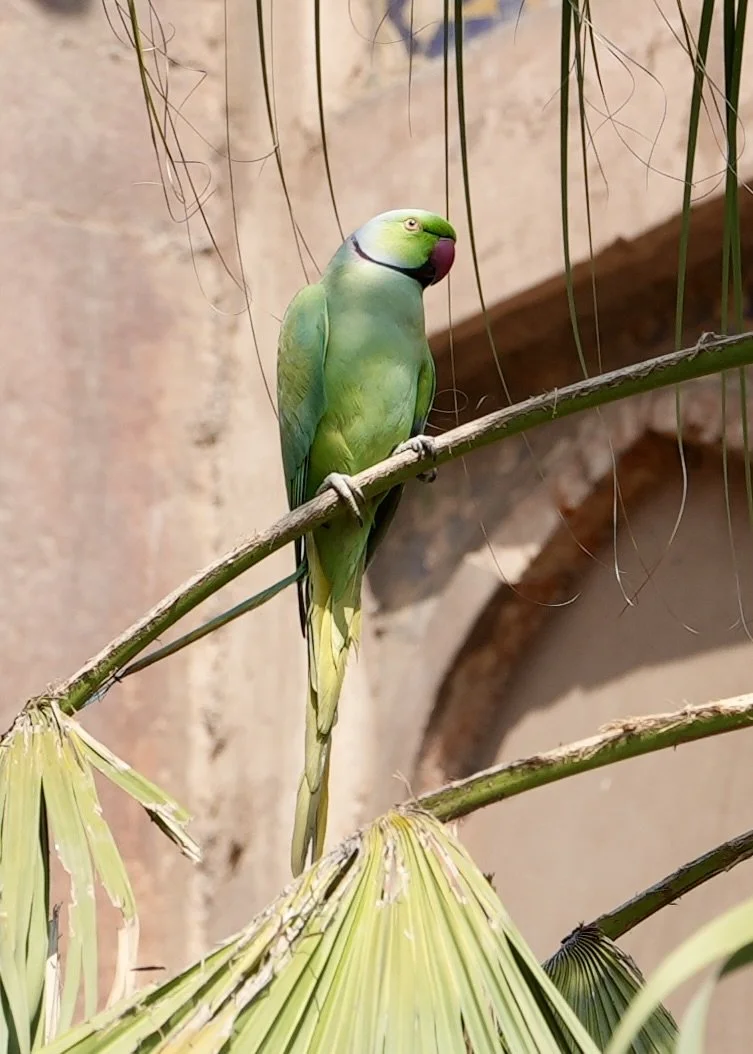 Green parakeet perched on stone wall inside Agra Fort with red sandstone buildings behind