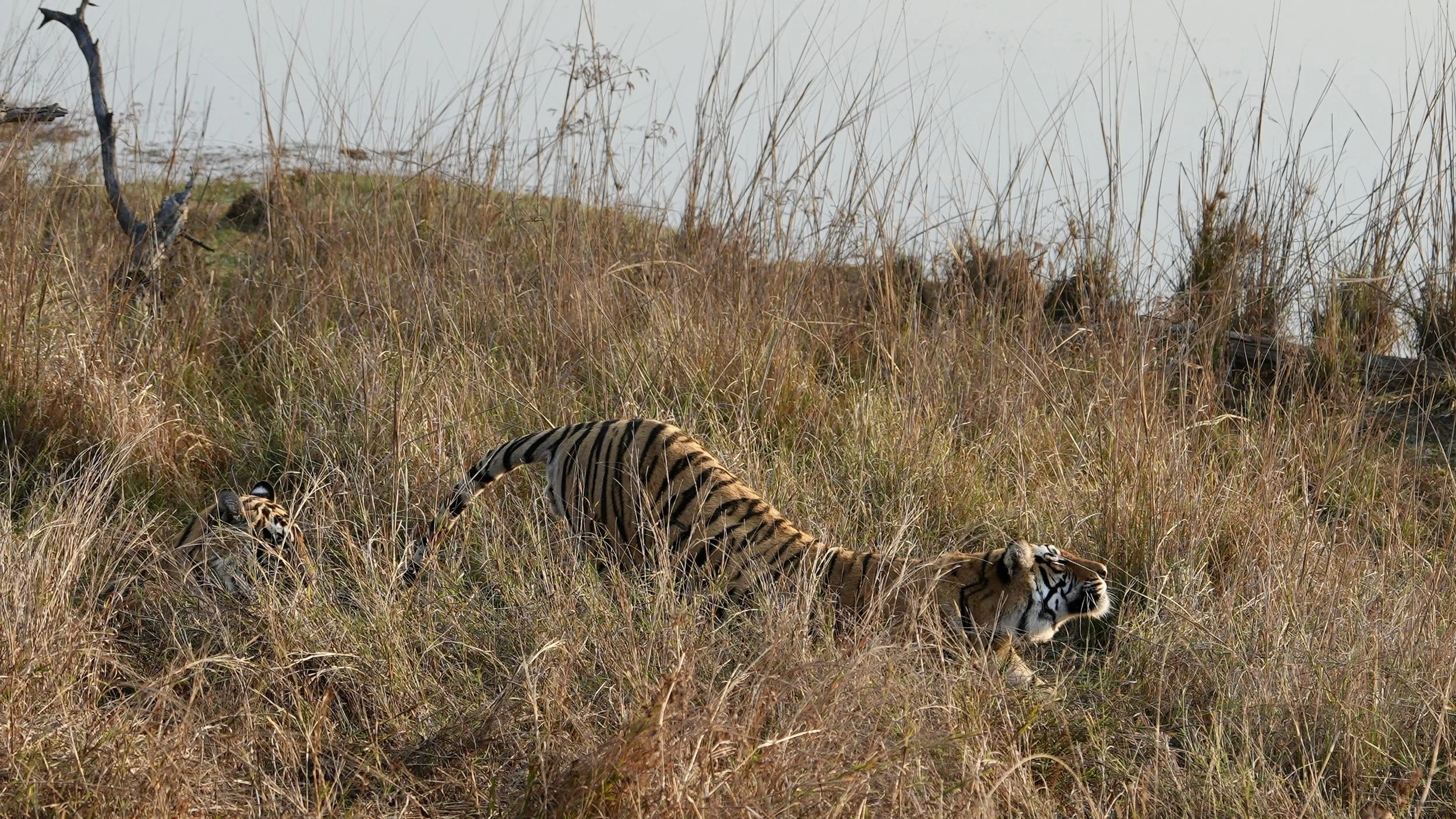 Tiger stretching through dry grass in Ranthambore National Park Rajasthan