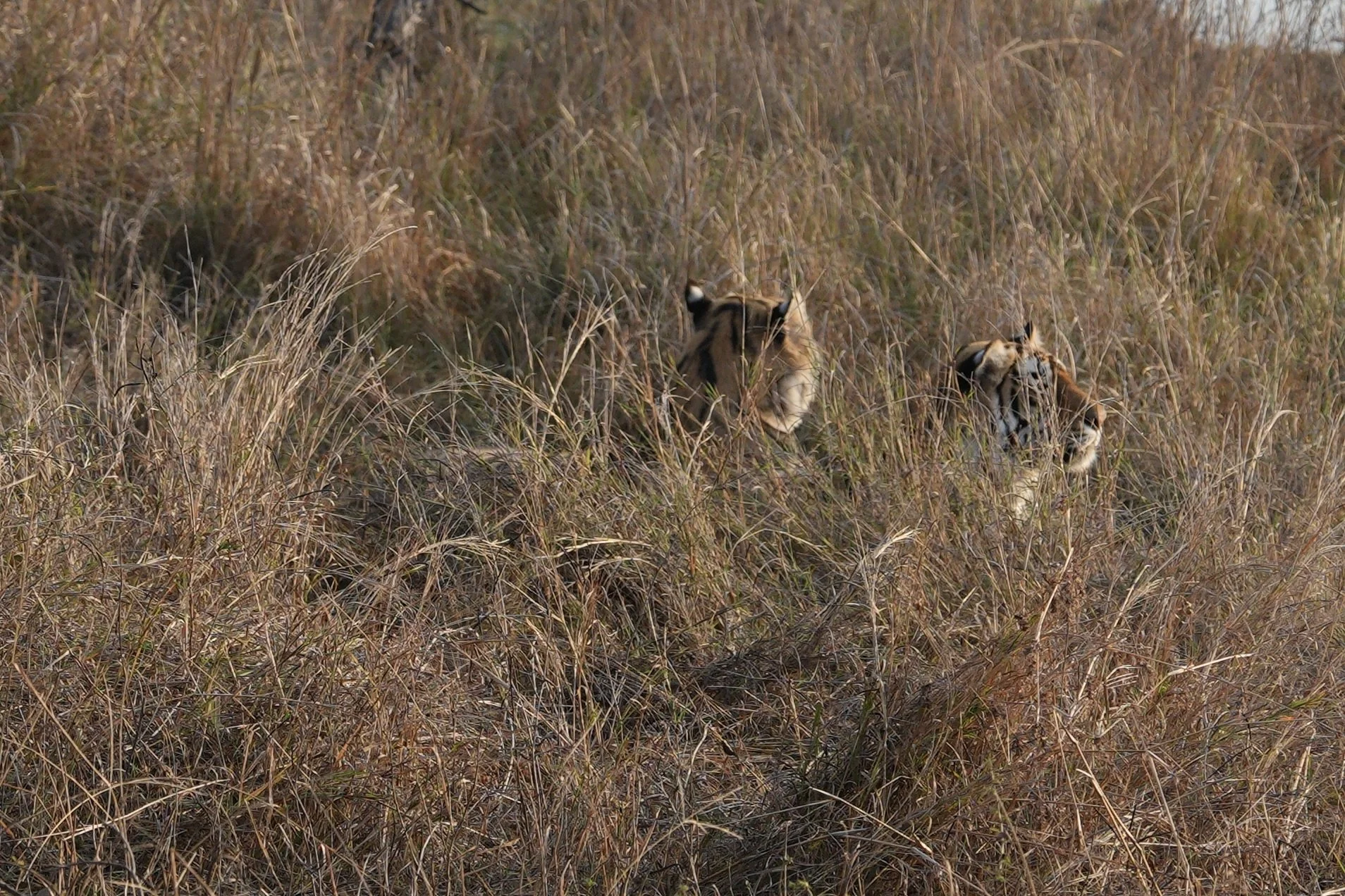 Two Bengal tigers resting in grass in Ranthambore National Park