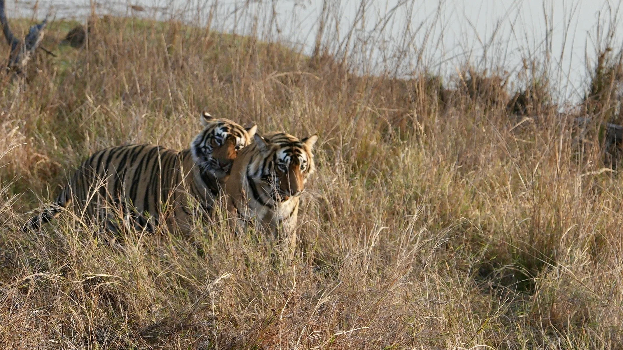 Two Bengal tigers resting in grass in Ranthambore National Park