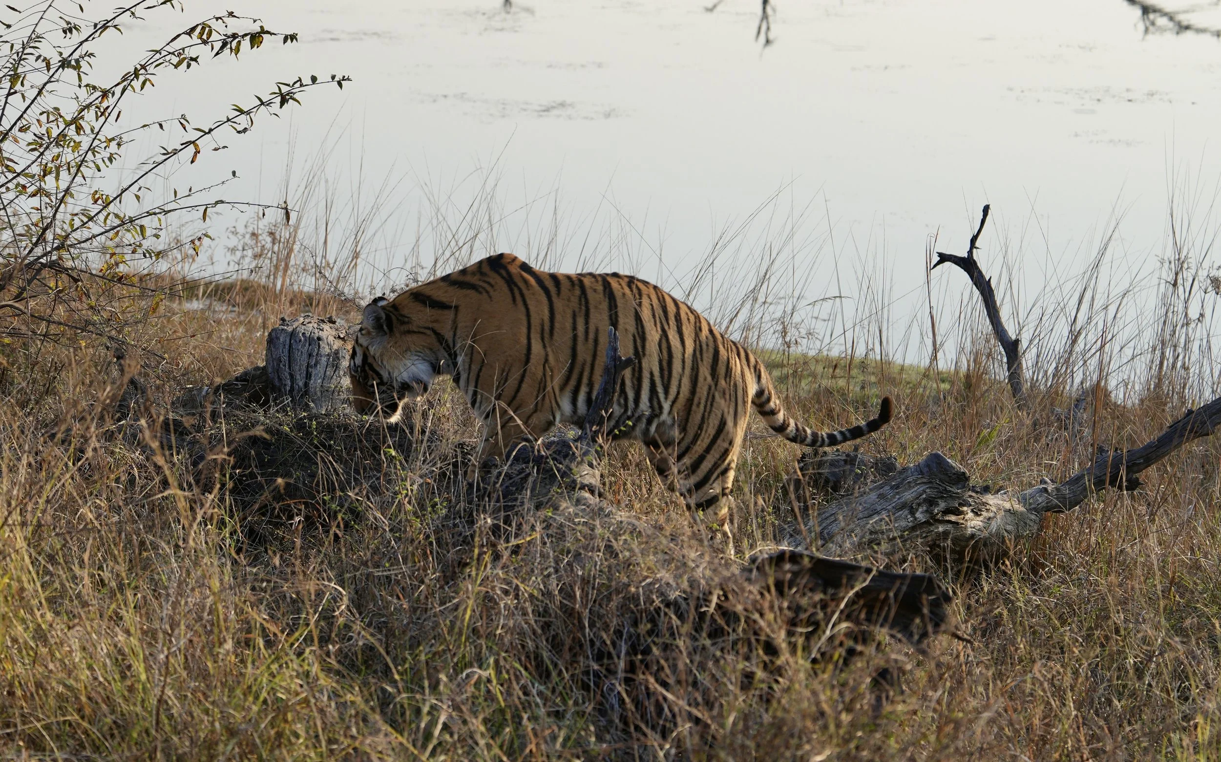 Tiger walking through dry grass in Ranthambore National Park Rajasthan