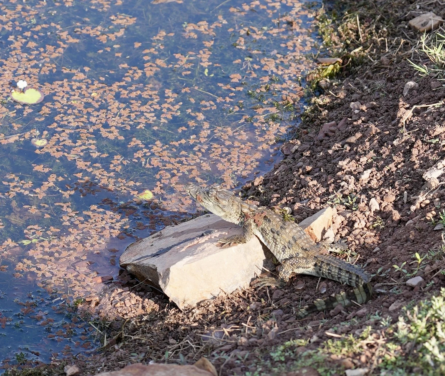 Baby Marsh crocodile beside lake in Ranthambore National Park