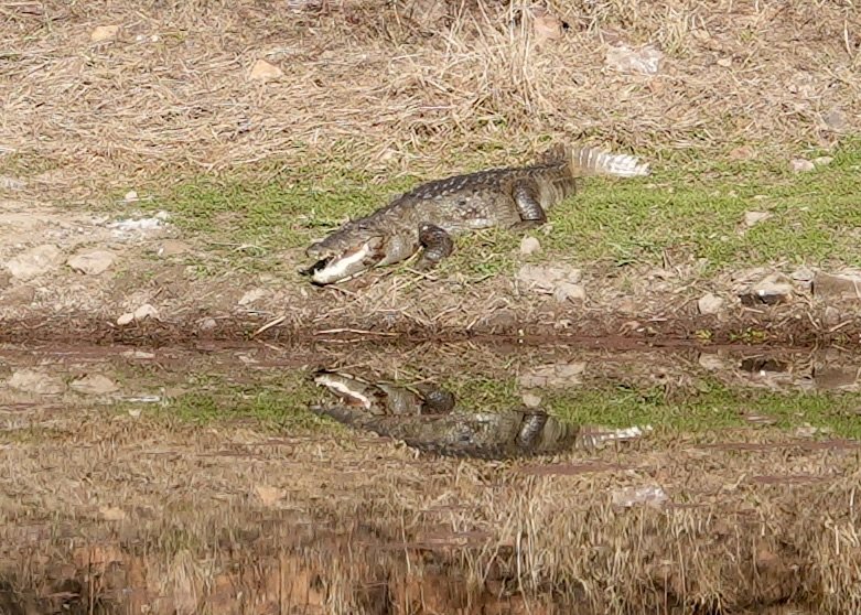 Marsh crocodile beside lake in Ranthambore National Park