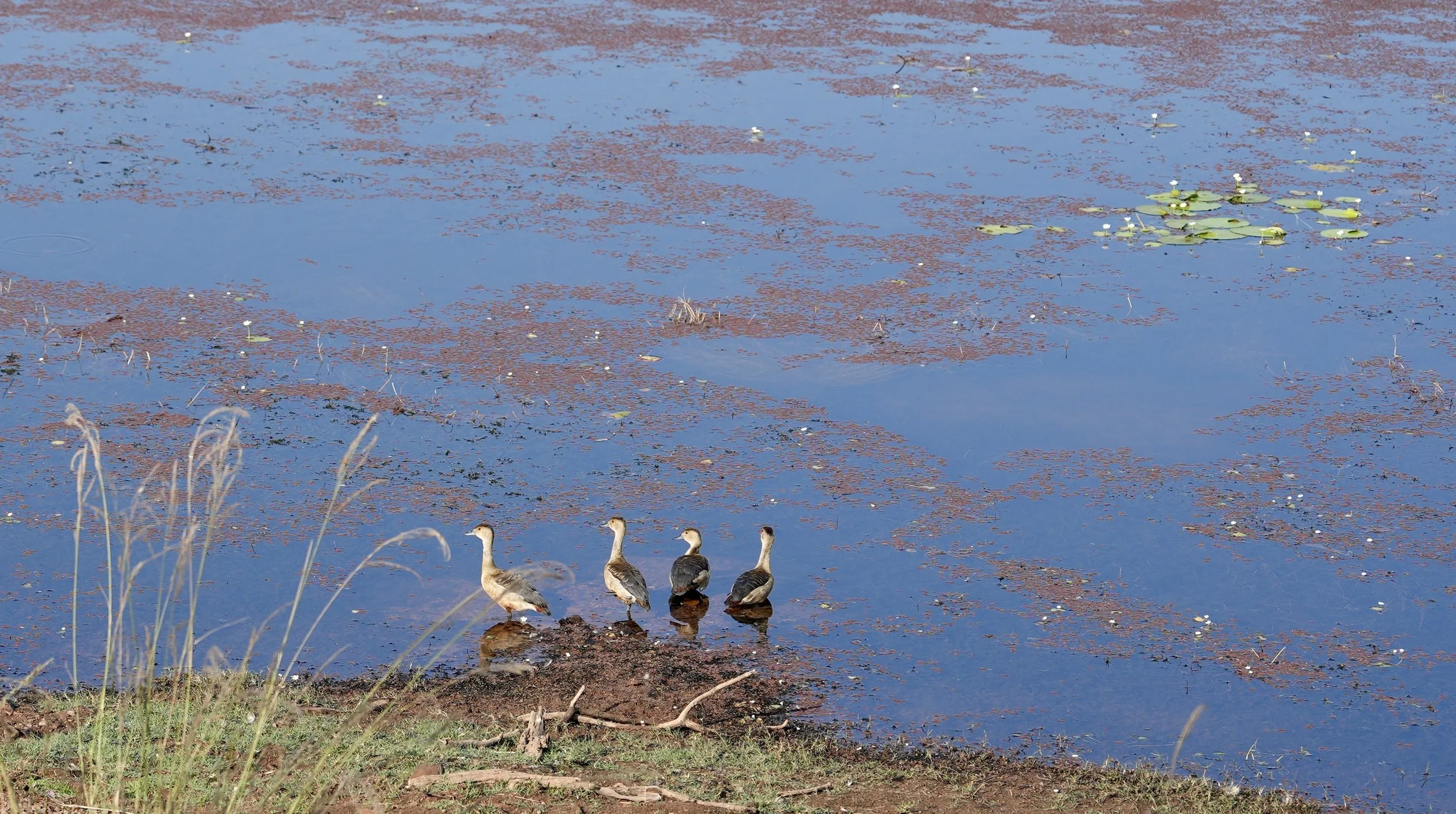 four ducks stood ankle-deep at the water’s edge,