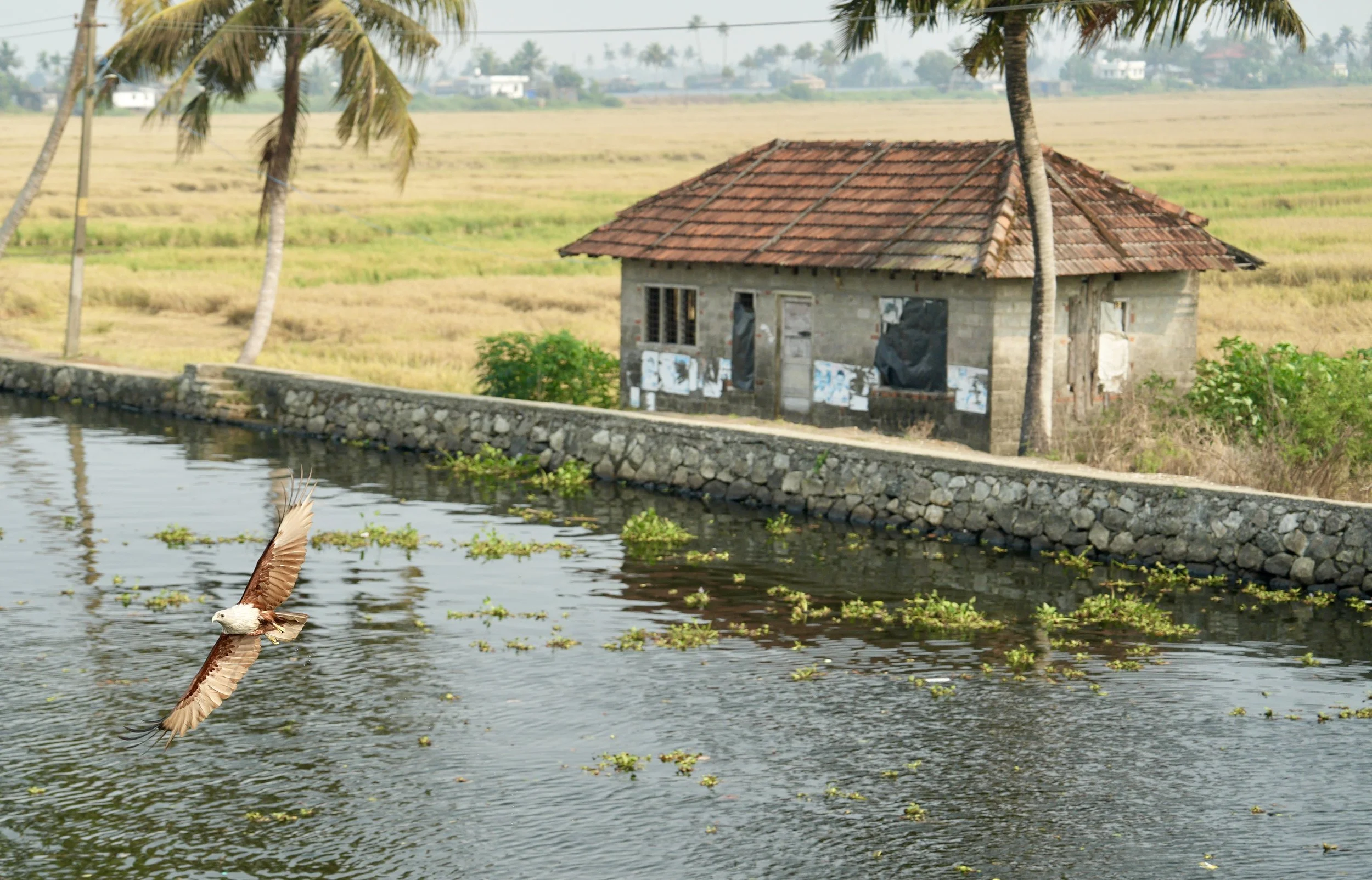 Kerala Backwaters - Drifting Through Another World