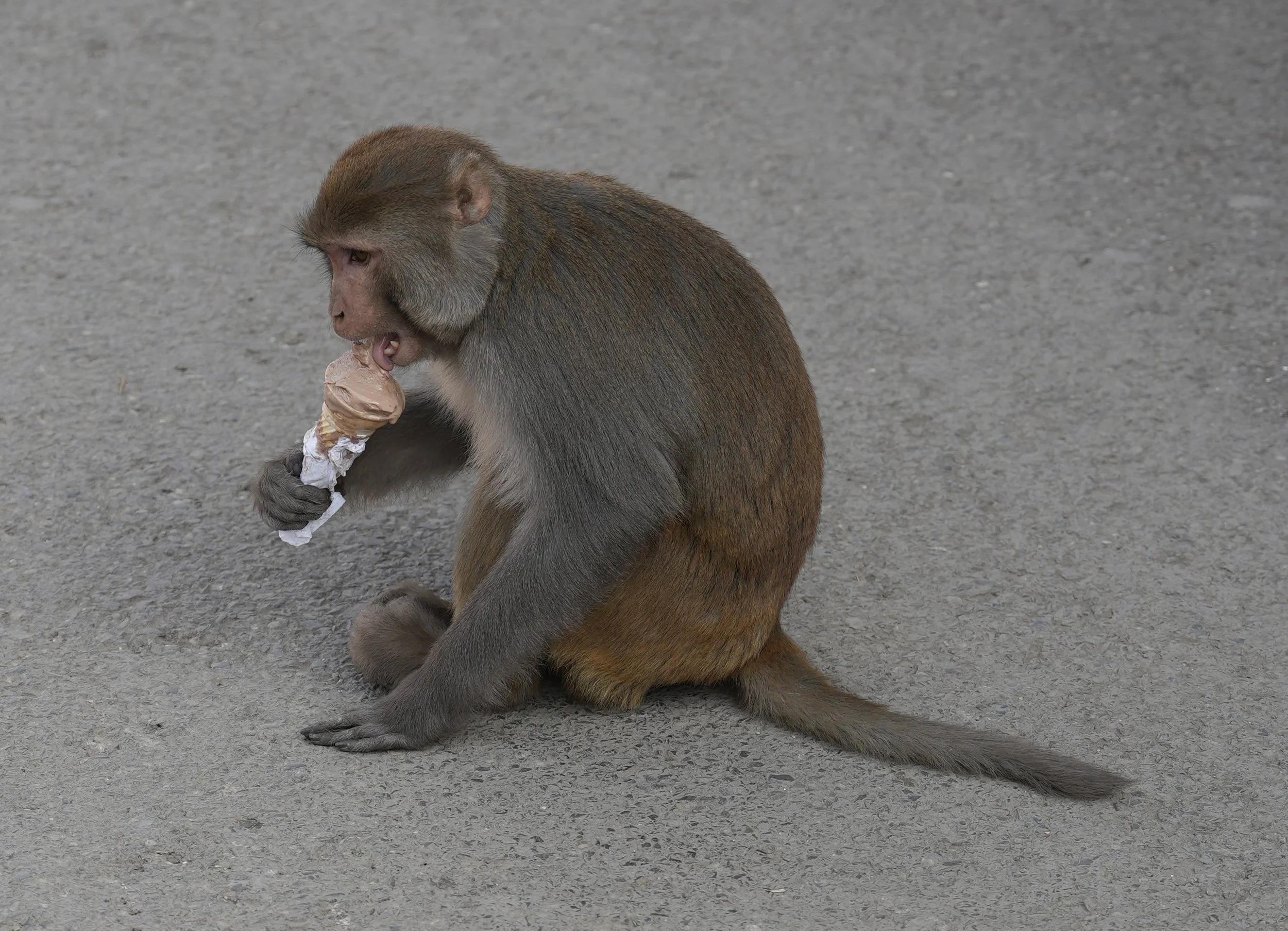 Monkey eating ice cream in Shimla
