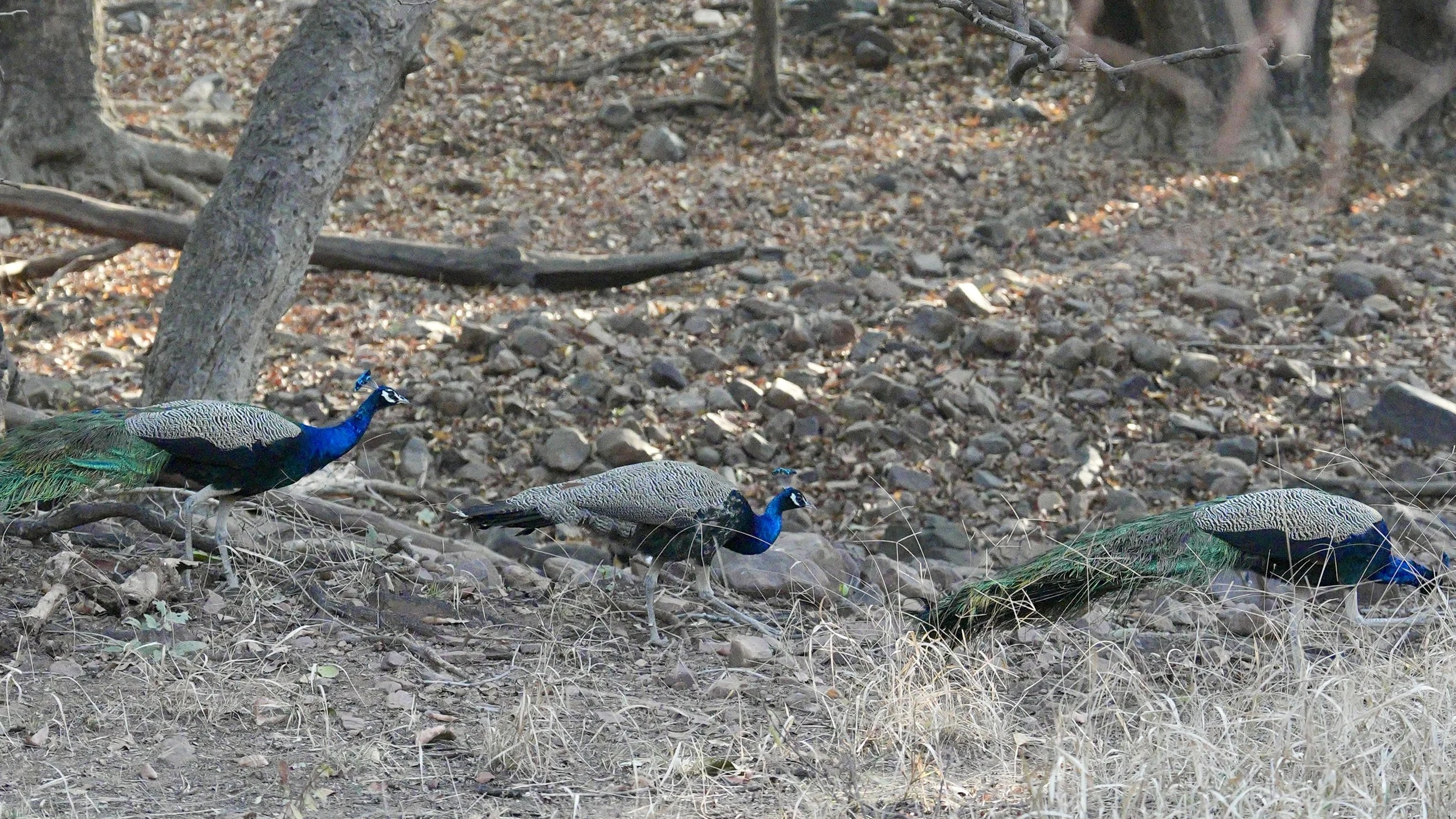 Peacocks in dry woodland Ranthambore National Park India