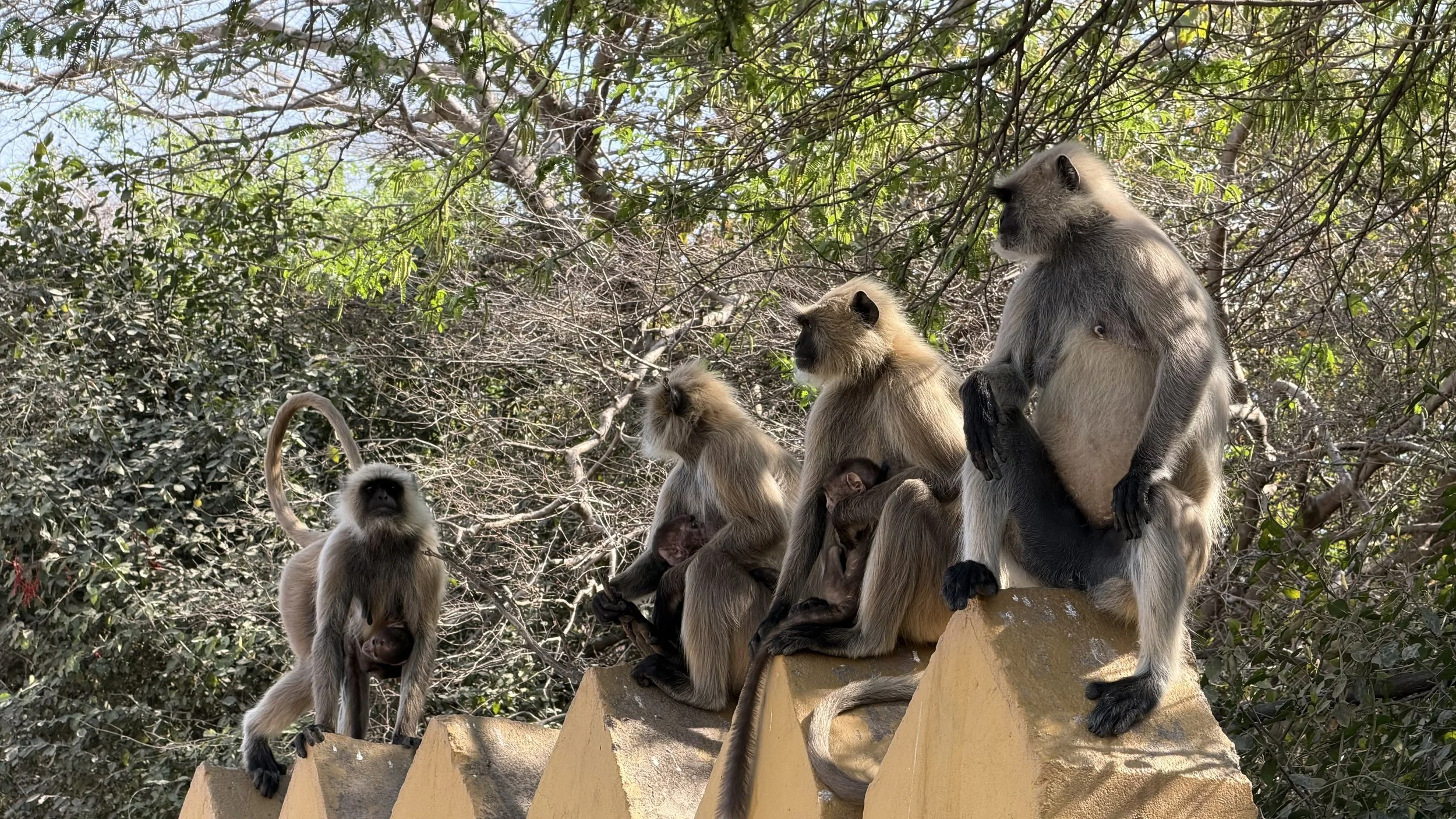 Grey langur monkeys sitting on wall near Ranthambore park entrance