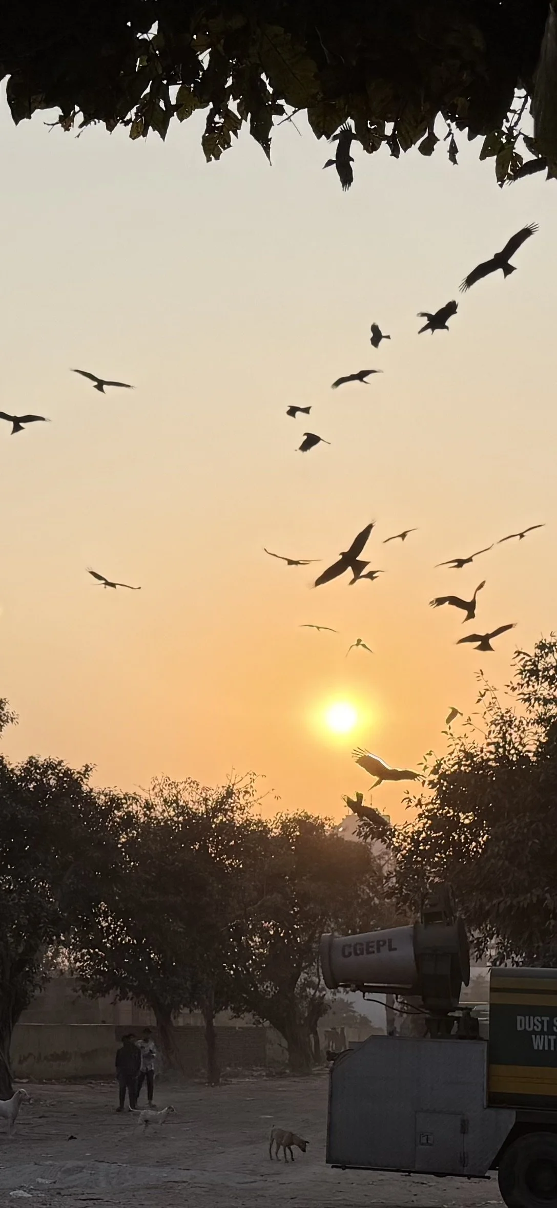 framing the top of the image. On the ground below, a few people and stray dogs stand near a water tanker, with soft morning haze in the background.